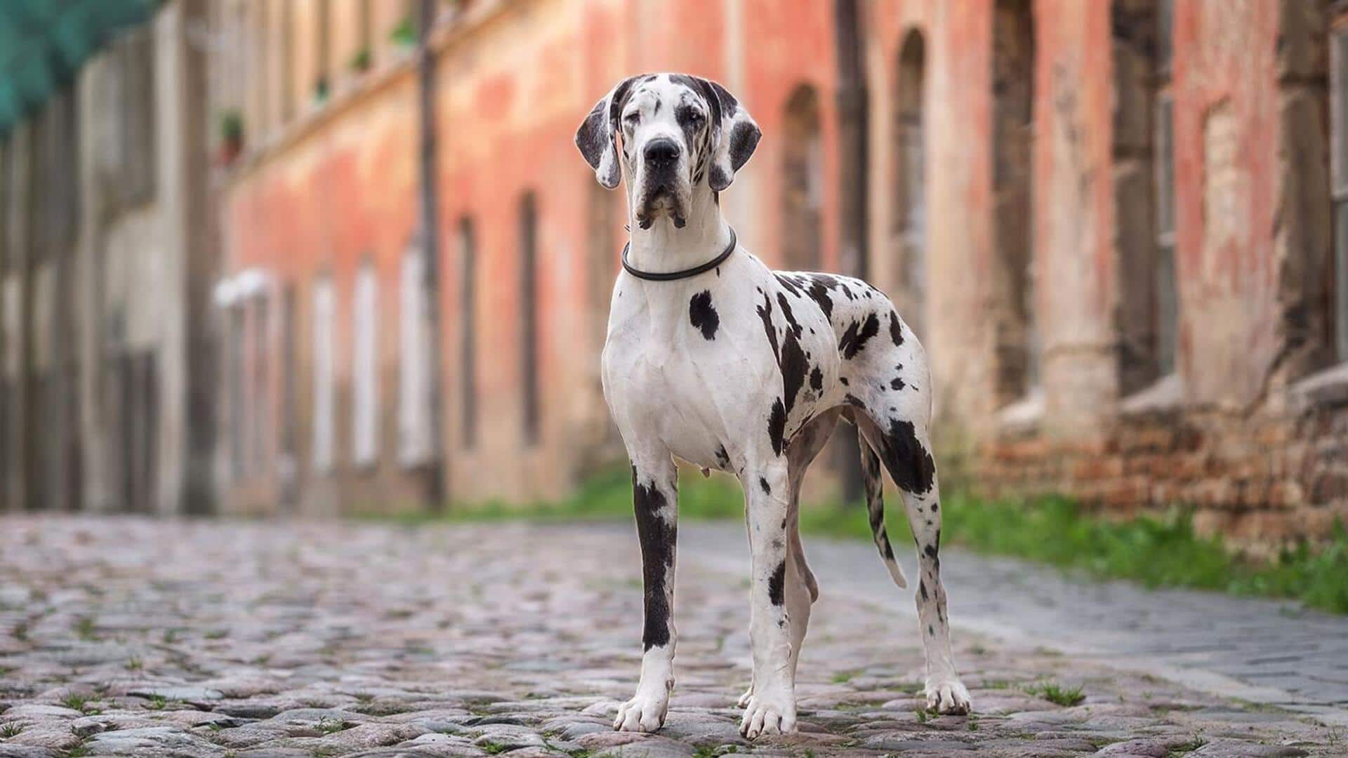 These tips can help your Great Dane prevent joint issues