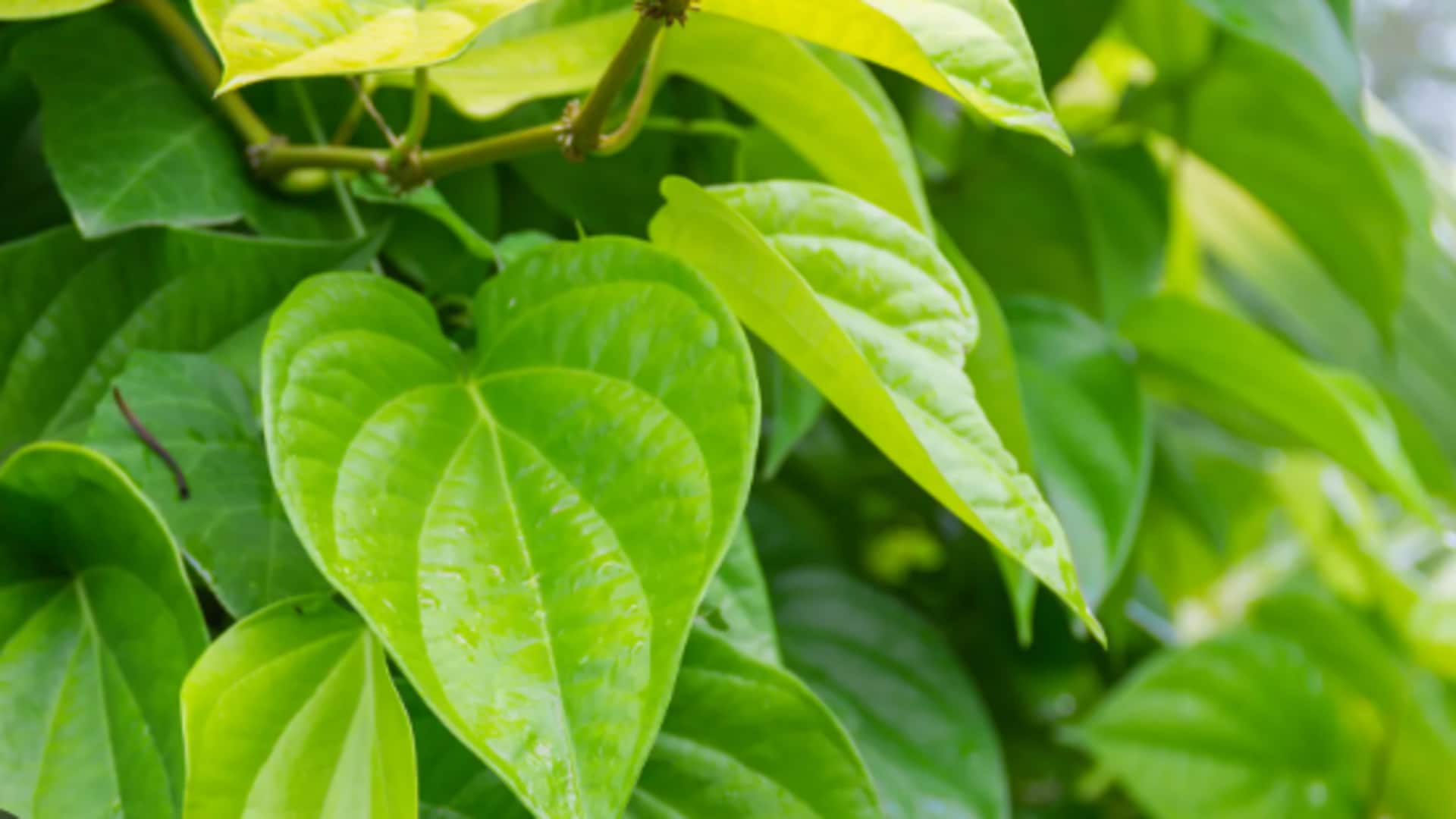 Ever cooked with betel leaves? Try these dishes Ever cooked with betel leaves? Try these dishes