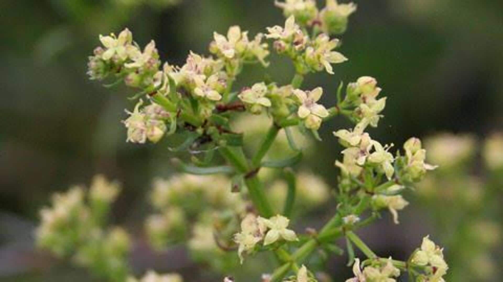 Kraalbos: A plant gaining attention in skincare