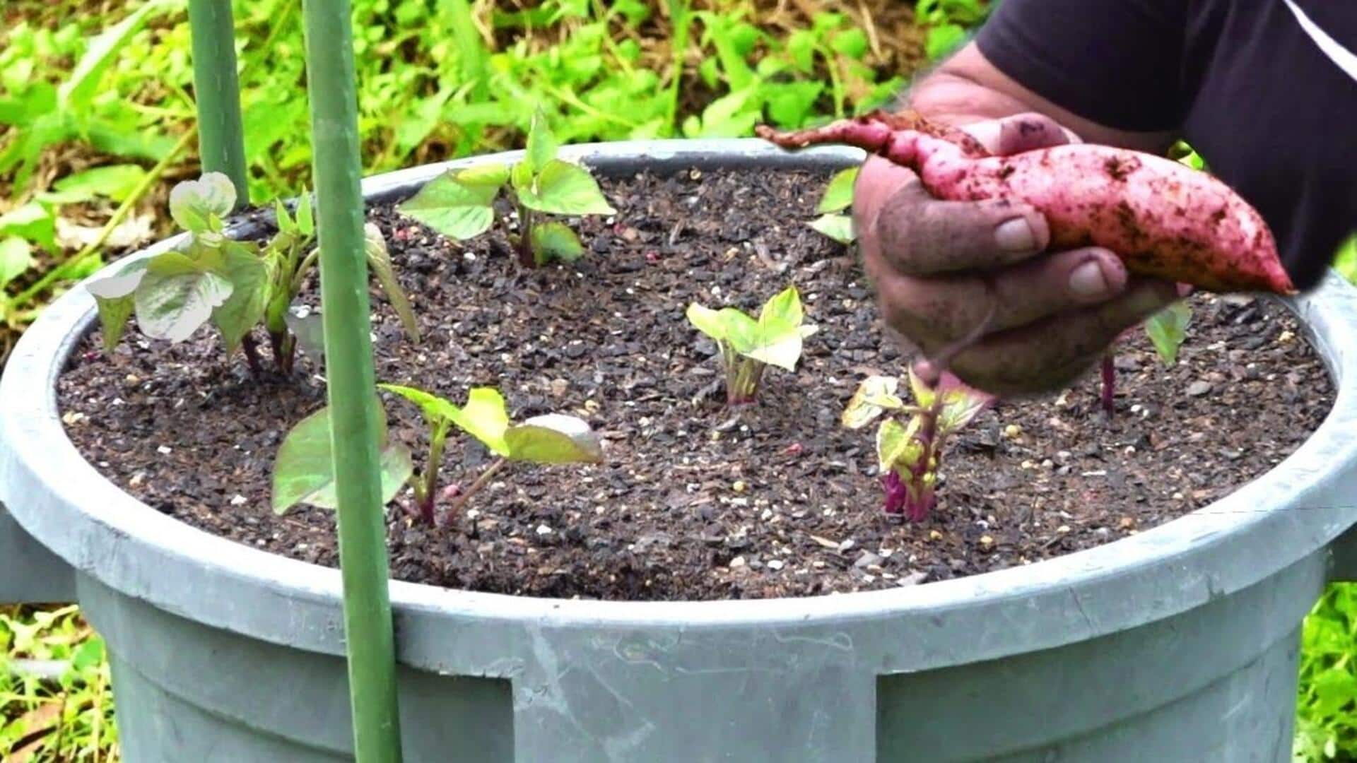 Growing sweet potatoes in indoor containers