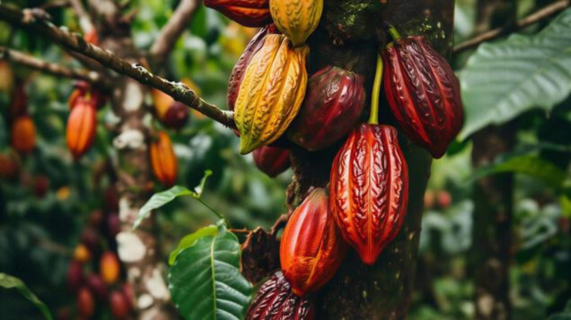 How to grow cacao at home