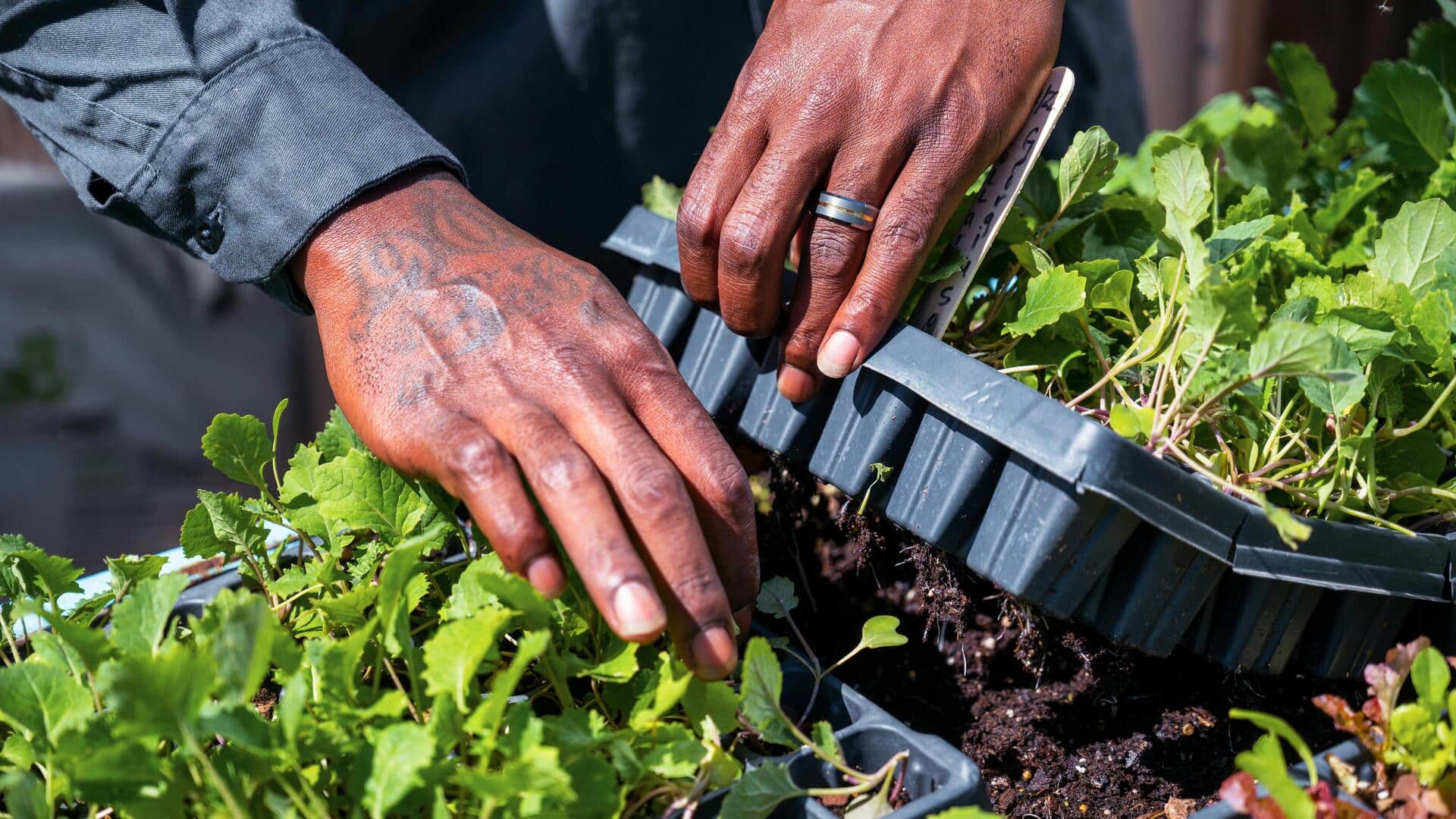 How to grow vegetables in small urban spaces