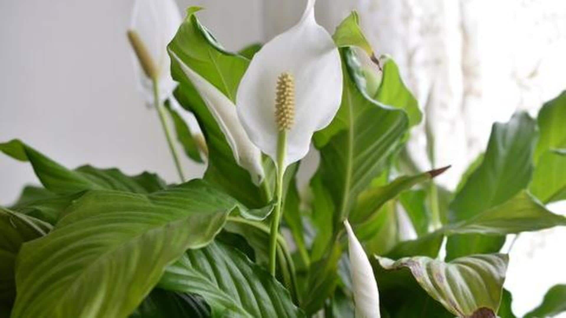 How coffee grounds can transform your peace lilies 