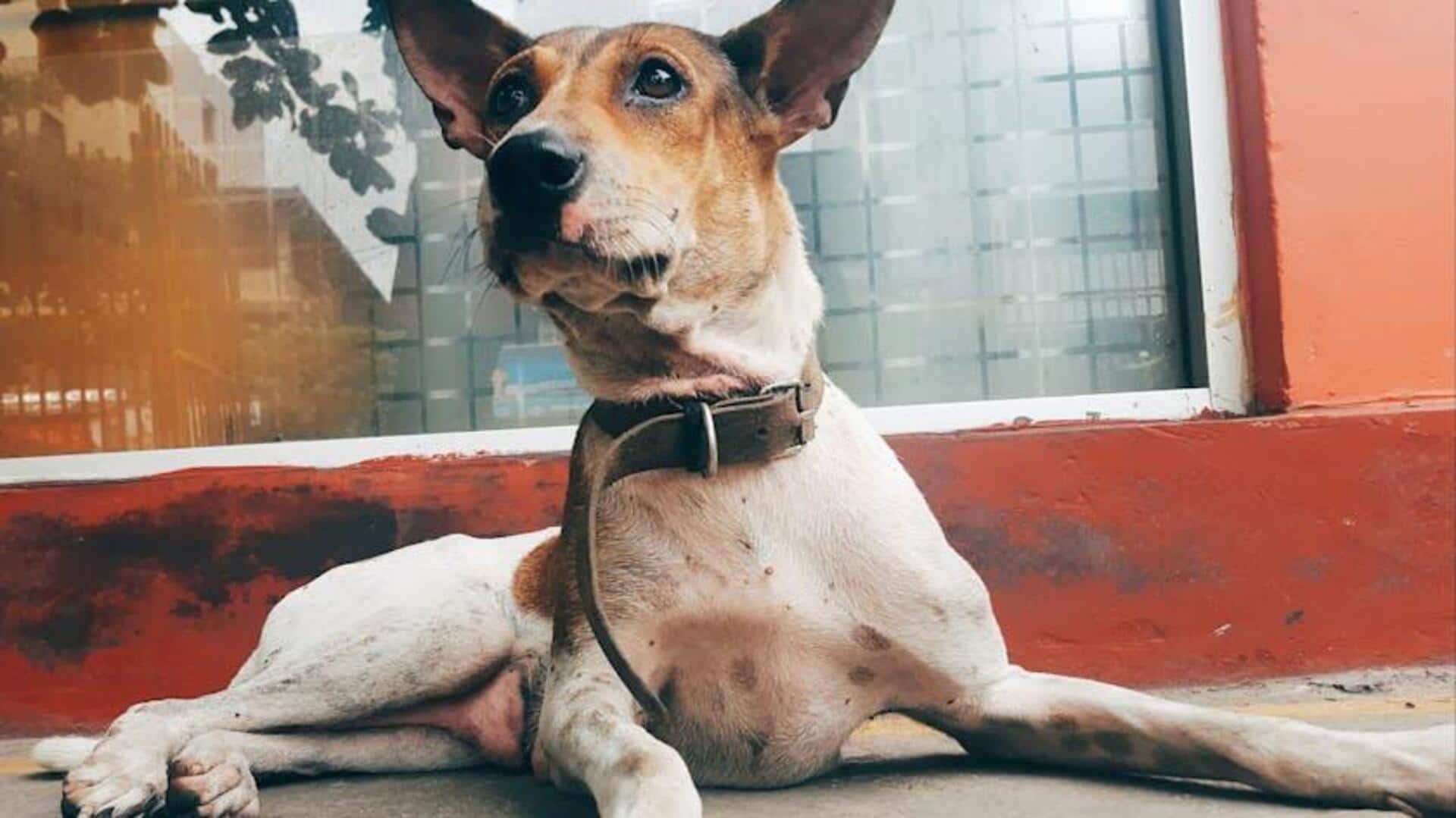 How to make a dog ear cleaner at home