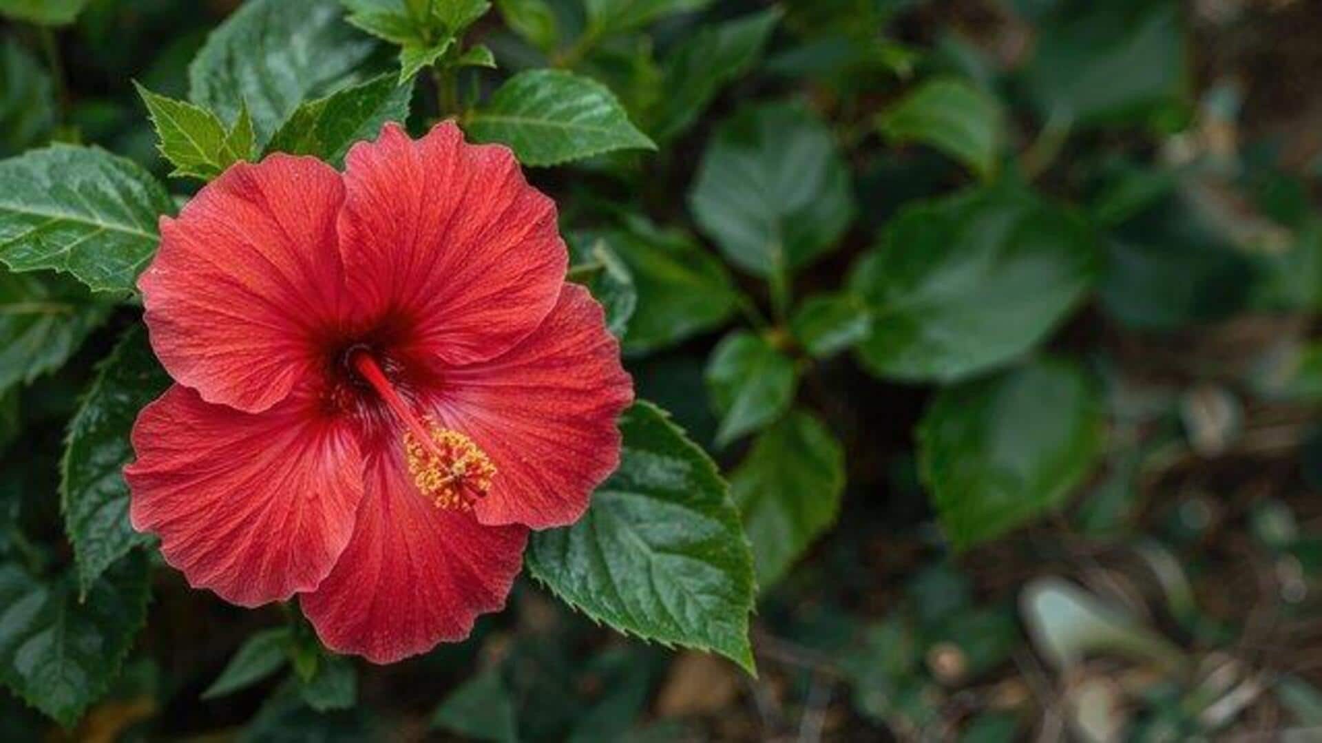 Hibiscus leaves: 5 must-try dishes