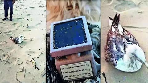 Seagull with Chinese GPS found near key Karnataka naval base 