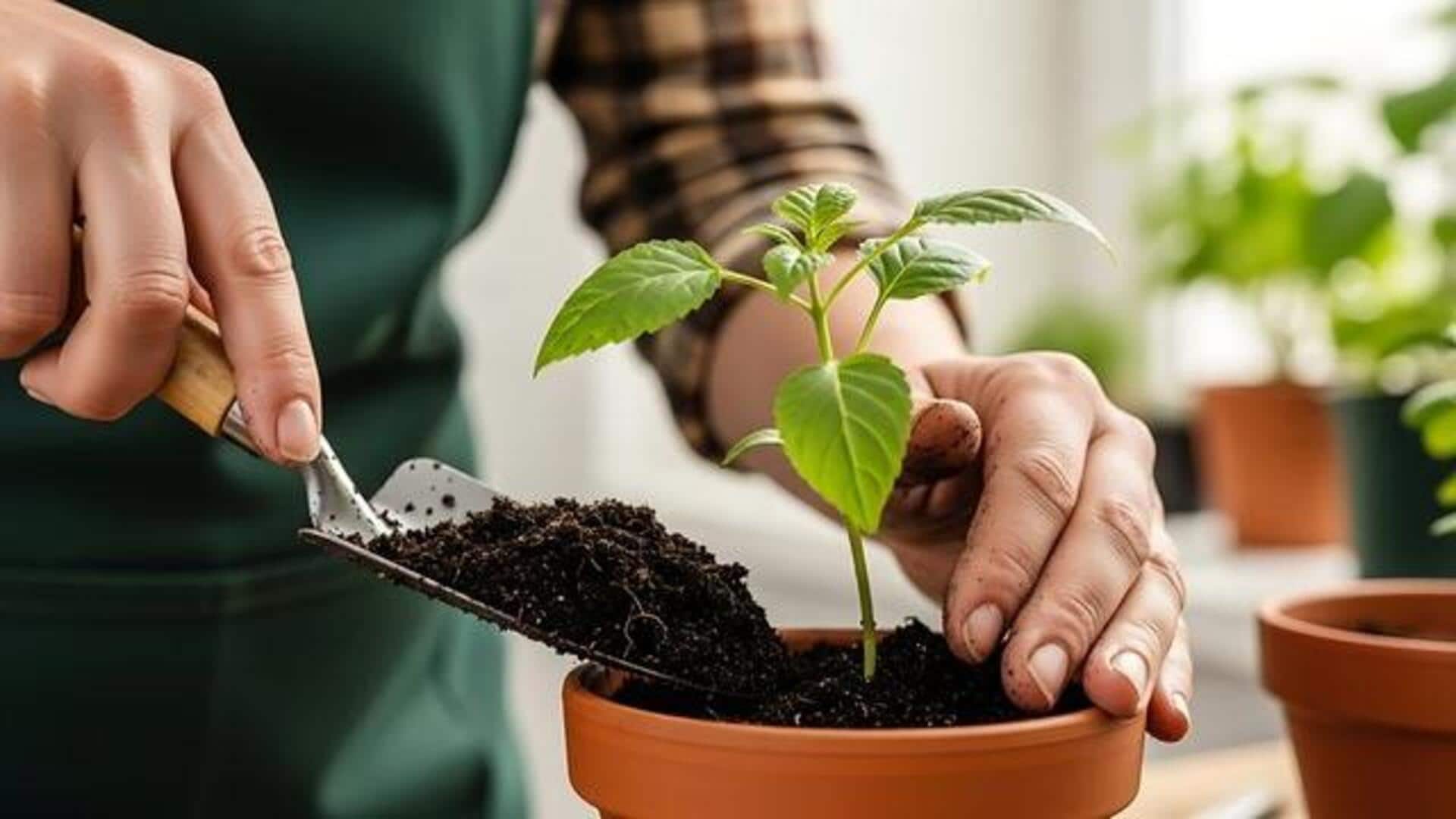 Gardening 101: How to select the perfect potting mix