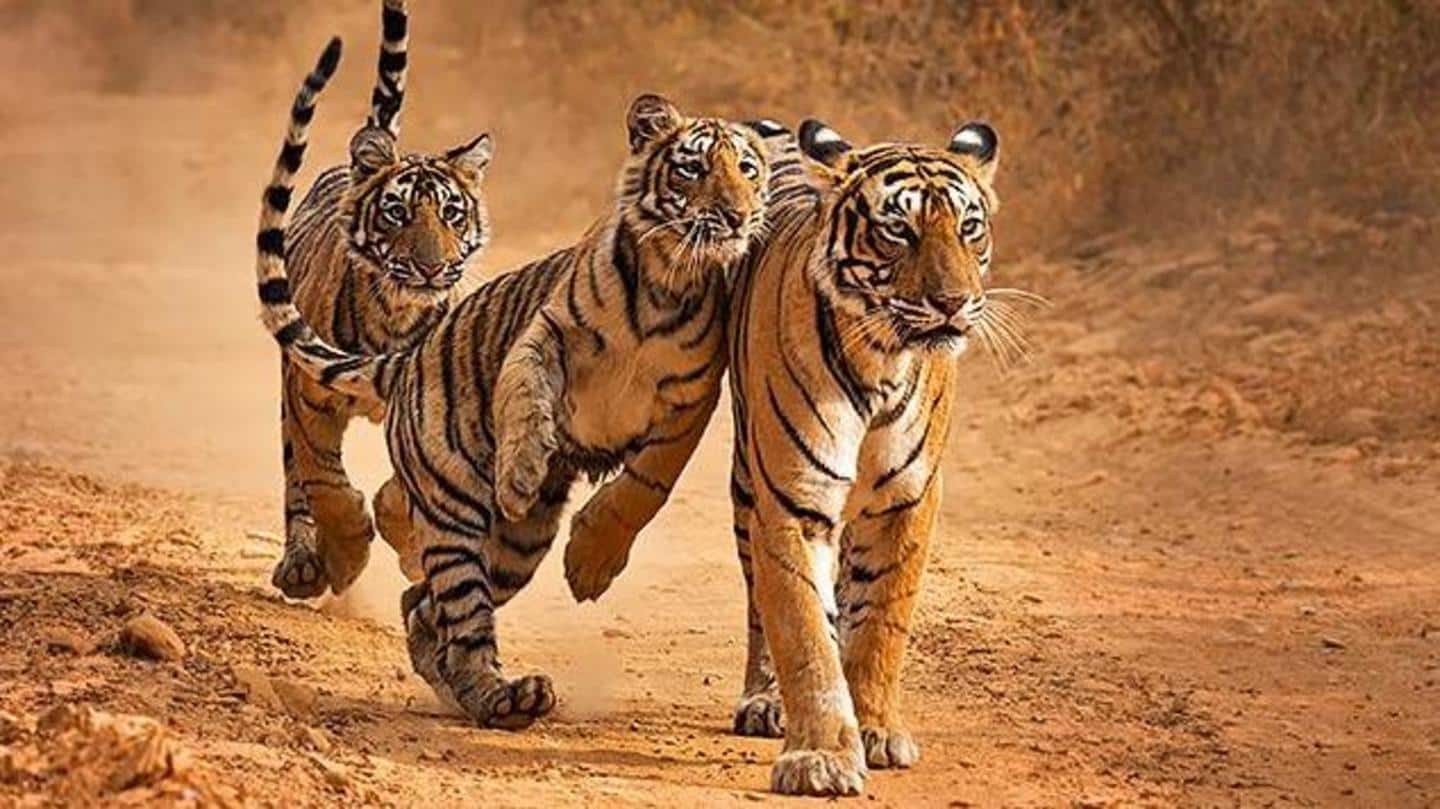 Human impact has led to another problem- inbreeding of tigers
