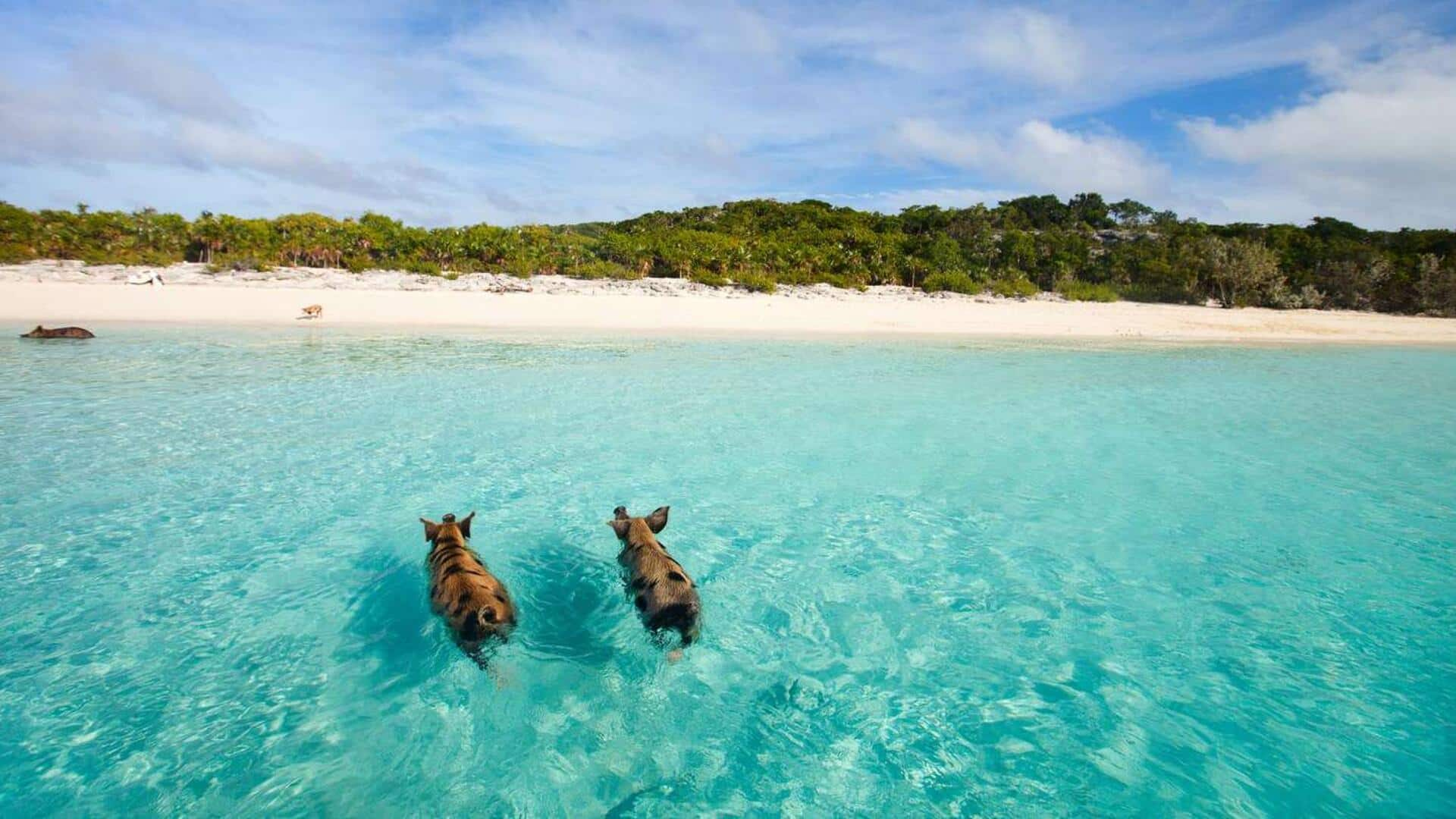 Swim with pigs in Exuma, Bahamas: A unique adventure