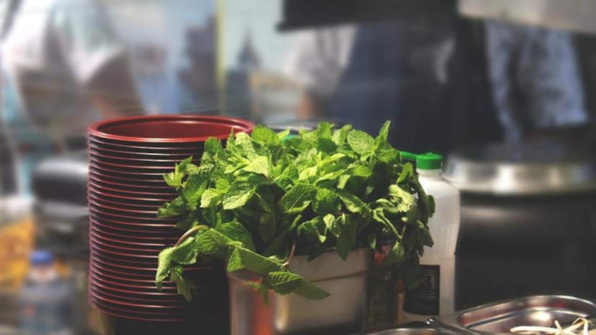 Growing mint indoors for fresh tea