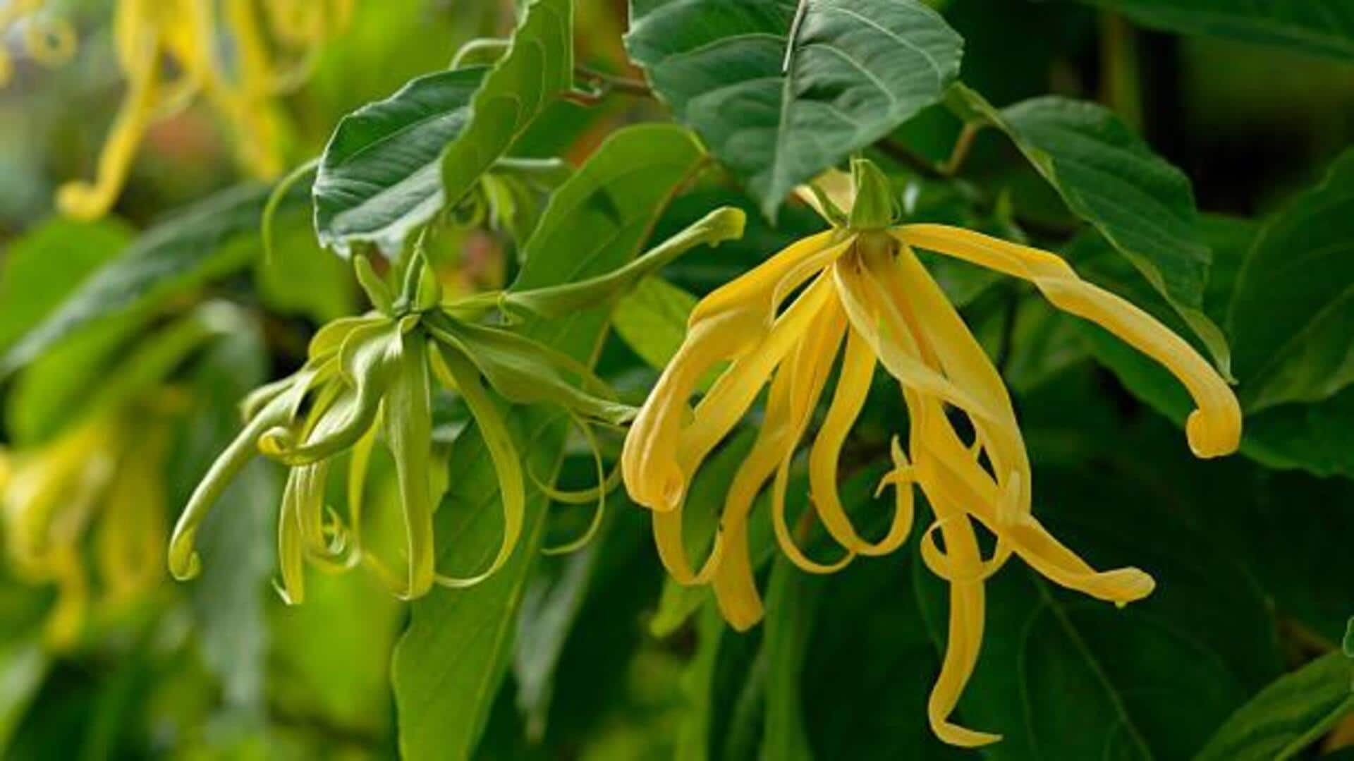 Unlock the culinary magic of African ylang-ylang 