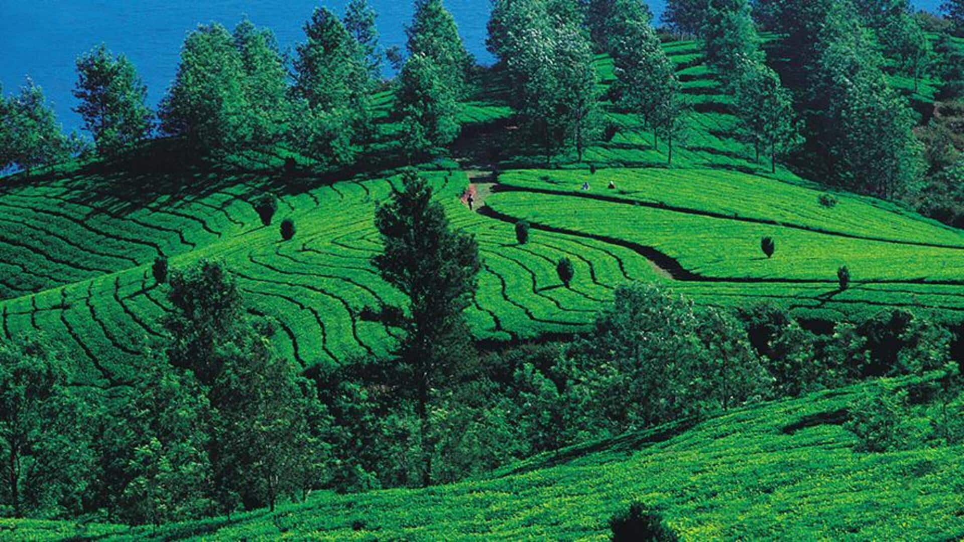 A travel guide to Karnataka's spice plantations A travel guide to Karnataka's spice plantations