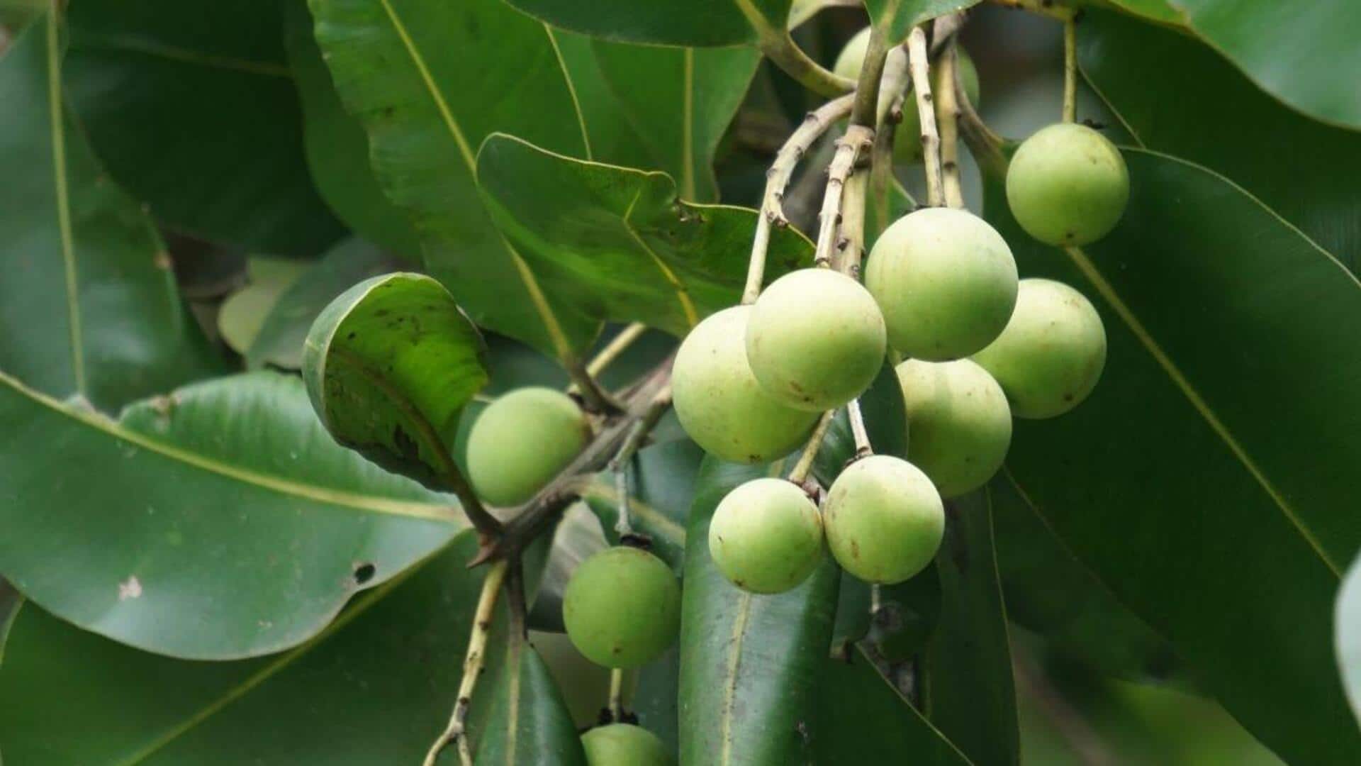 Why tamanu oil is a beauty must-have Why tamanu oil is a beauty must-have