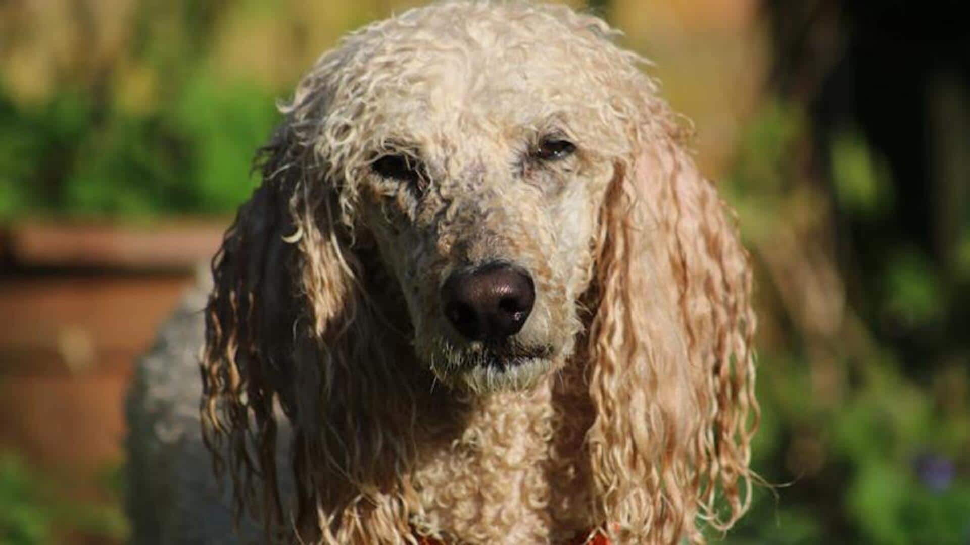 Poodle grooming: Take note of these coat-clipping styles