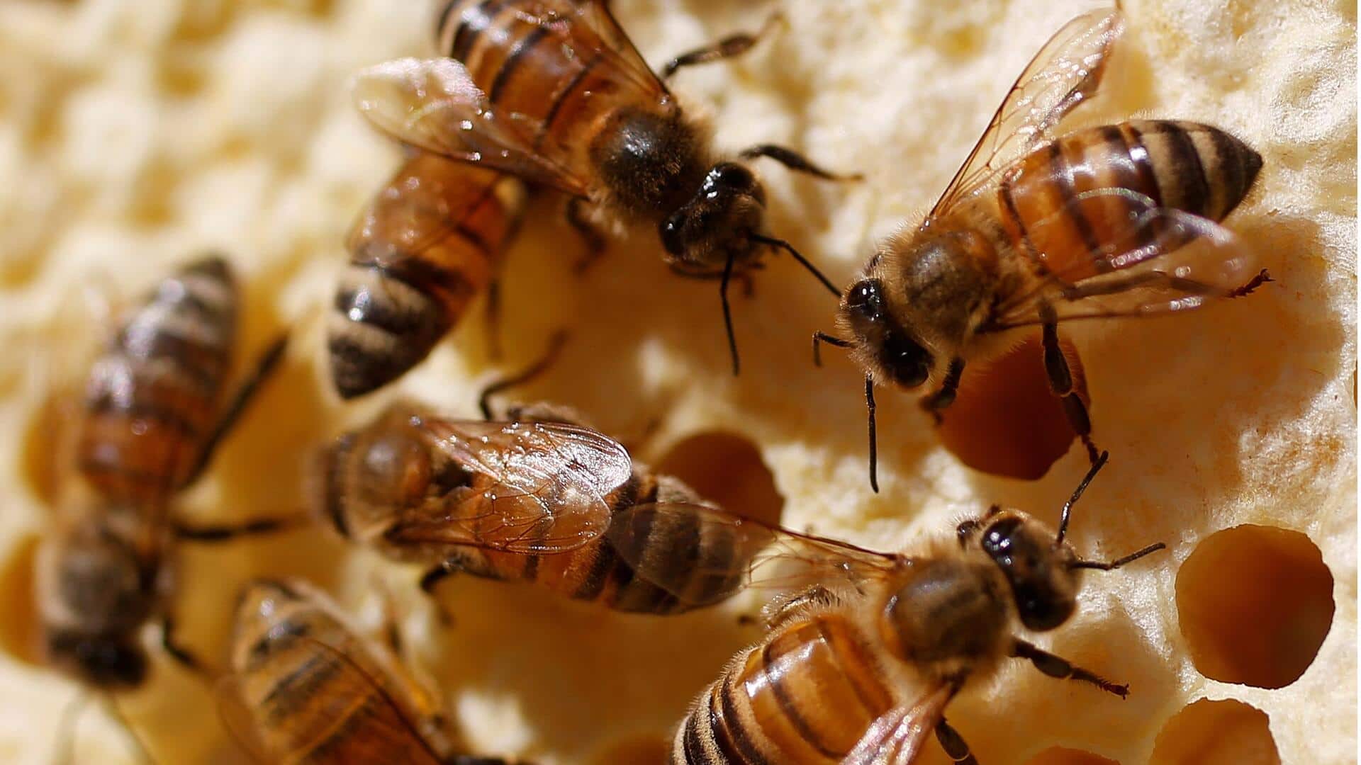 Honeybees are pushing out wild pollinators in race for nectar