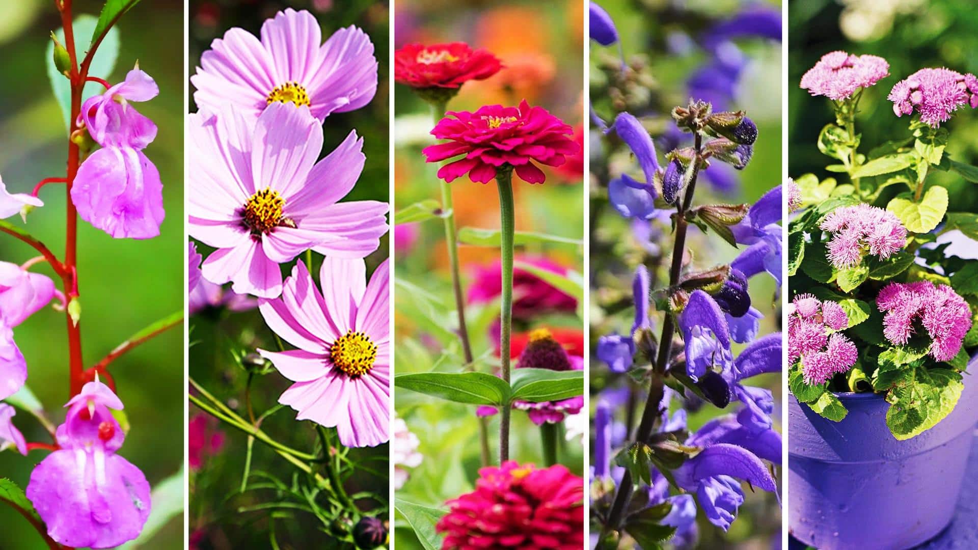Flowers you can't miss in your monsoon garden