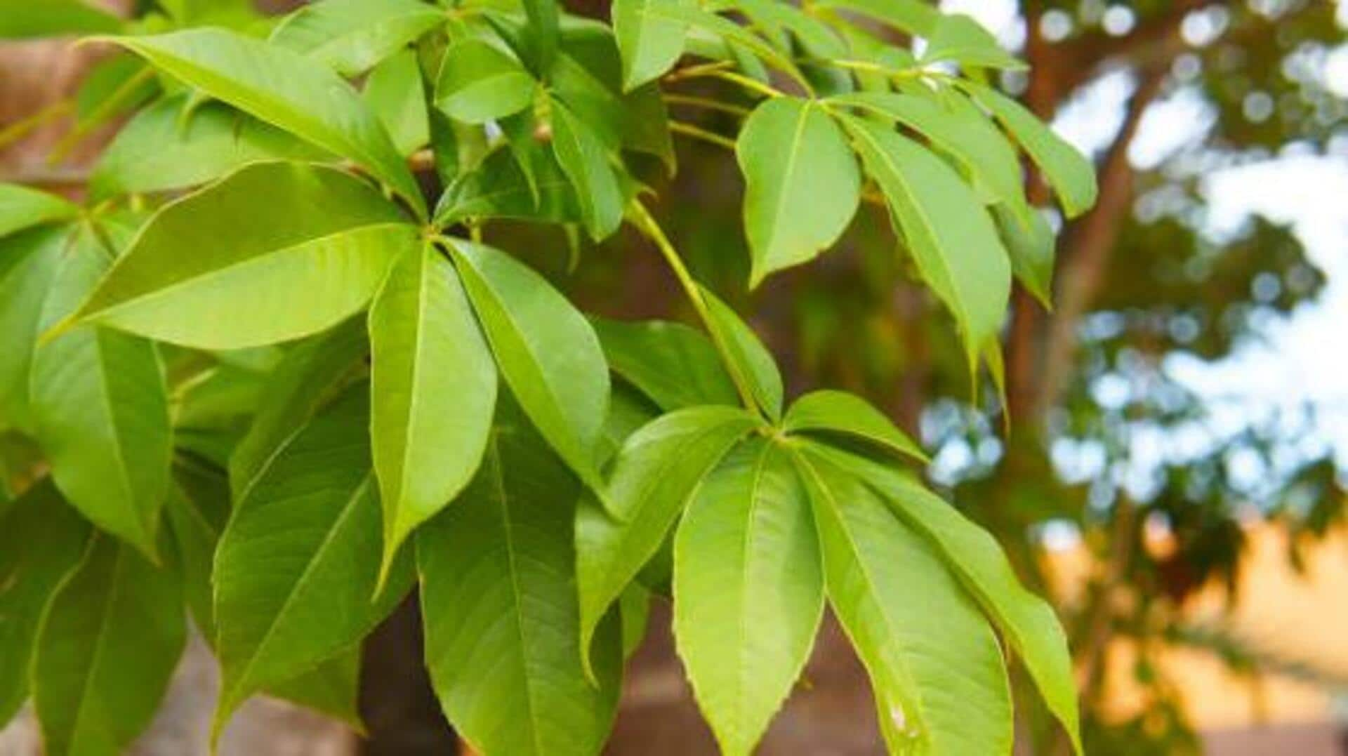 Baobab leaves: Africa's superfood for health and wellness 