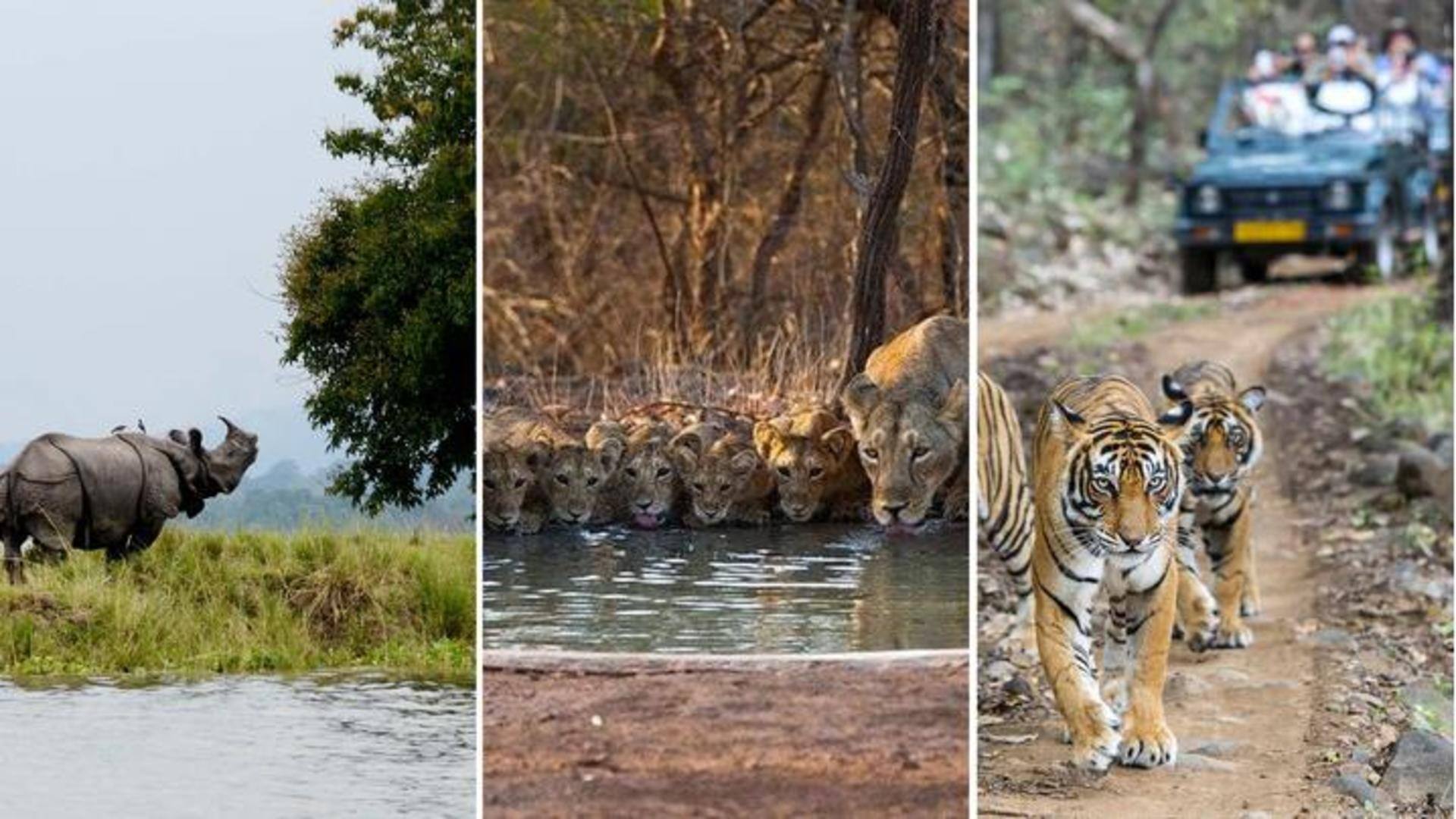 World Wildlife Day 2023: 5 must-visit national parks in India