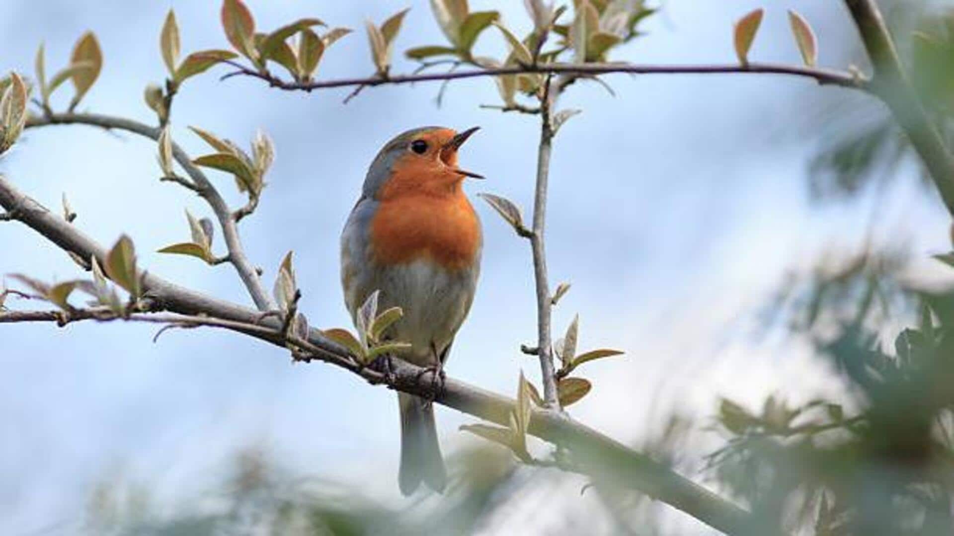 Supercharge your mornings with these nature sounds Supercharge your mornings with these nature sounds