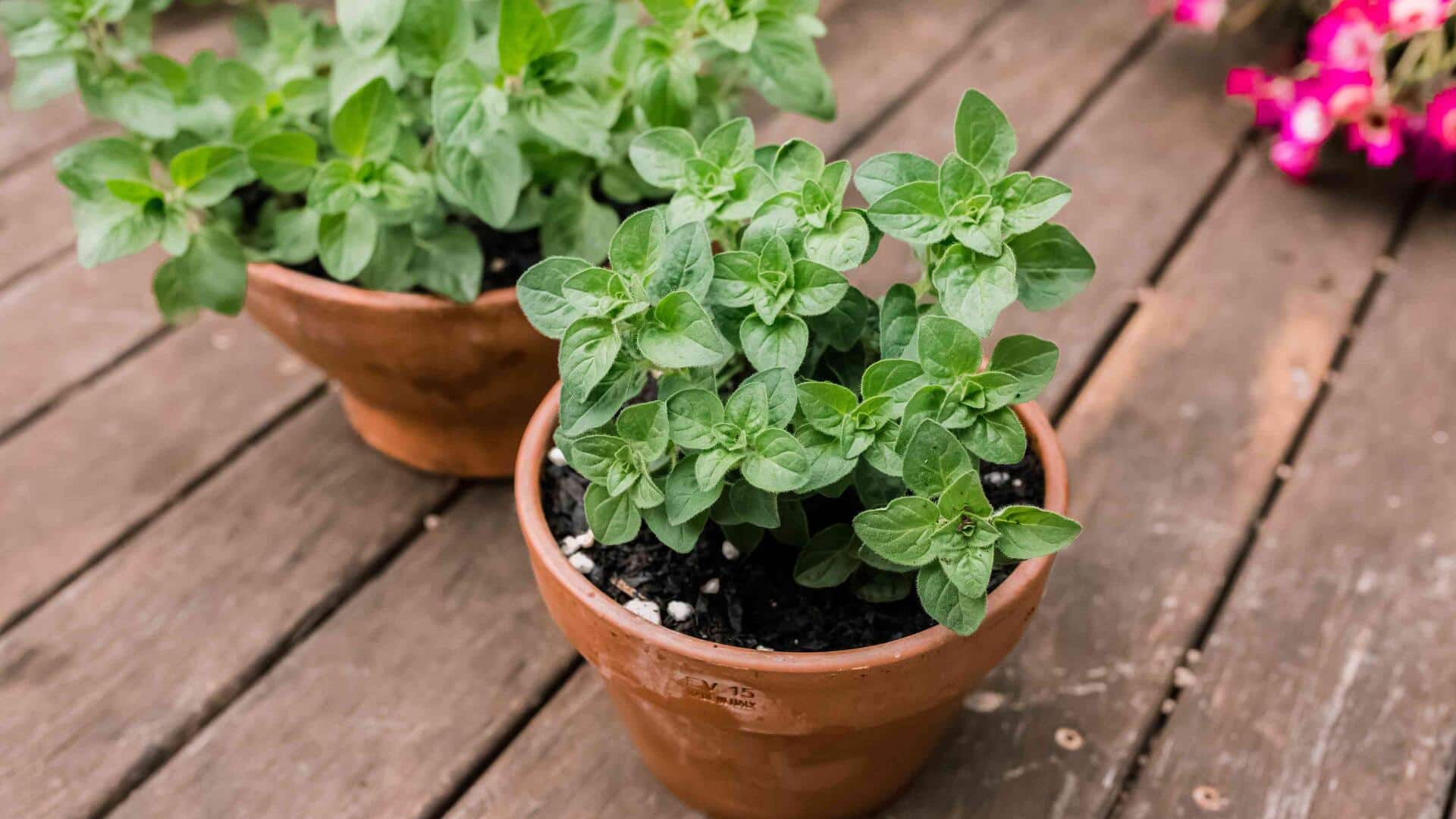 How to grow oregano at home How to grow oregano at home