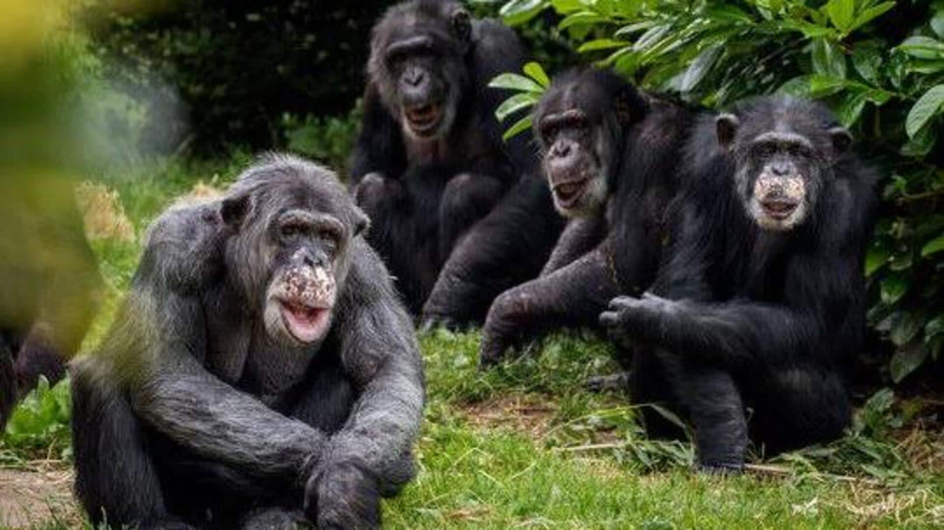 See chimpanzees up close on this wild forest trek 
