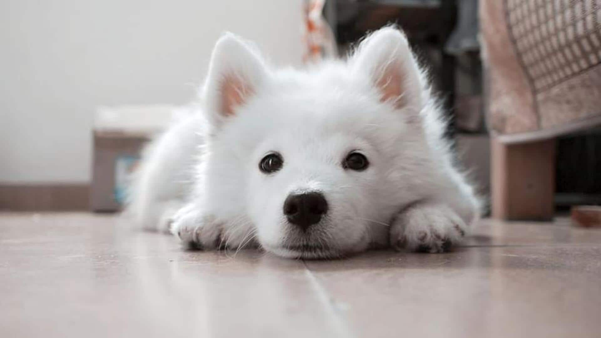 Essential dental tips for your Samoyed dog