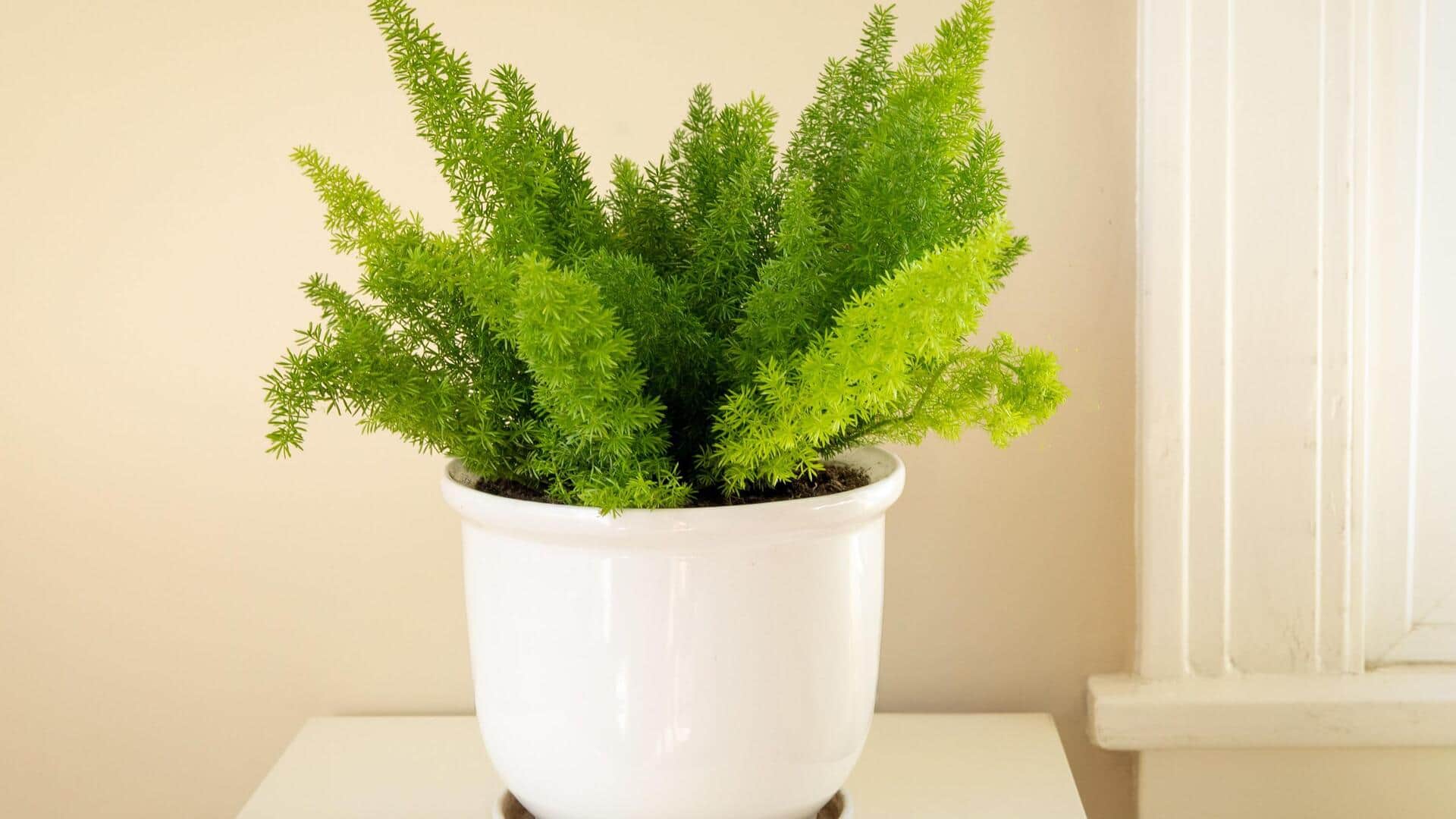 How to grow asparagus at home