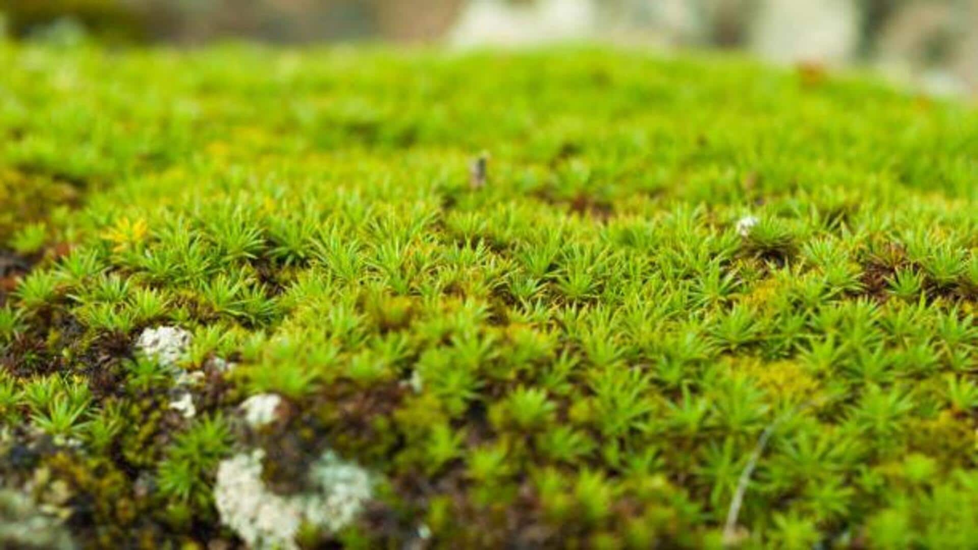 5 health benefits of miracle moss 5 health benefits of miracle moss