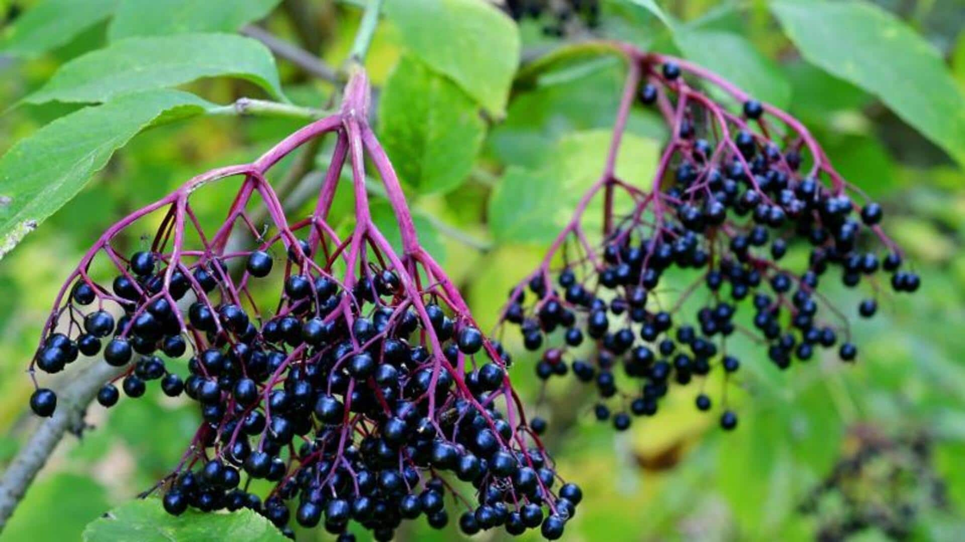 Growing vibrant elderberry bushes in backyard gardens