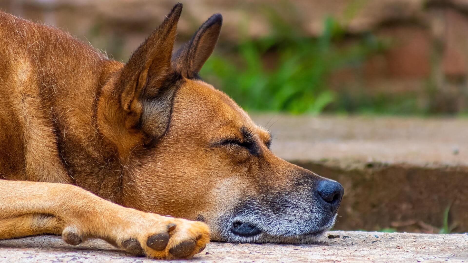 Keep your anxious dog calm with these simple tips