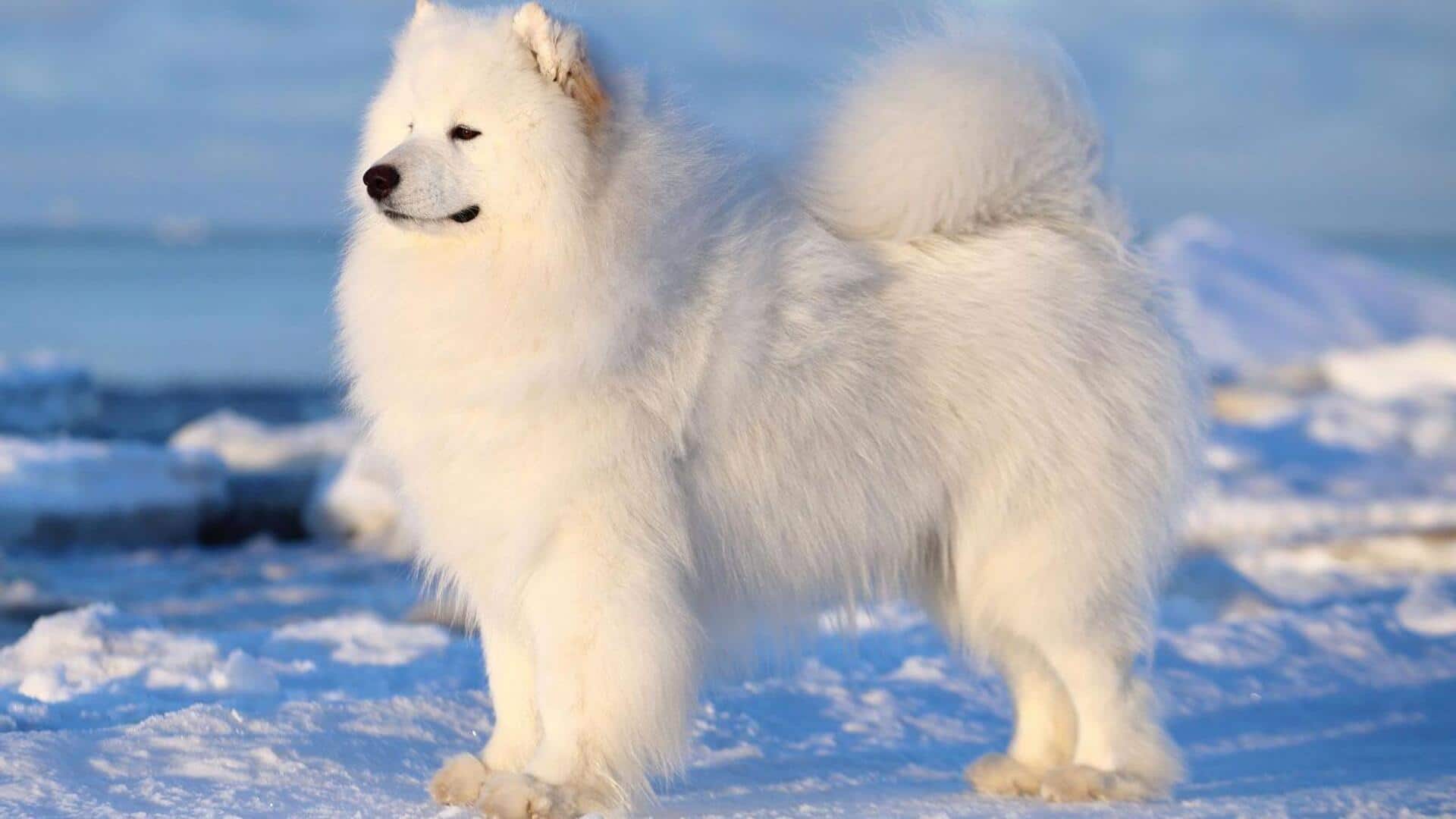 How to take care of Samoyed's coat? Follow these tips