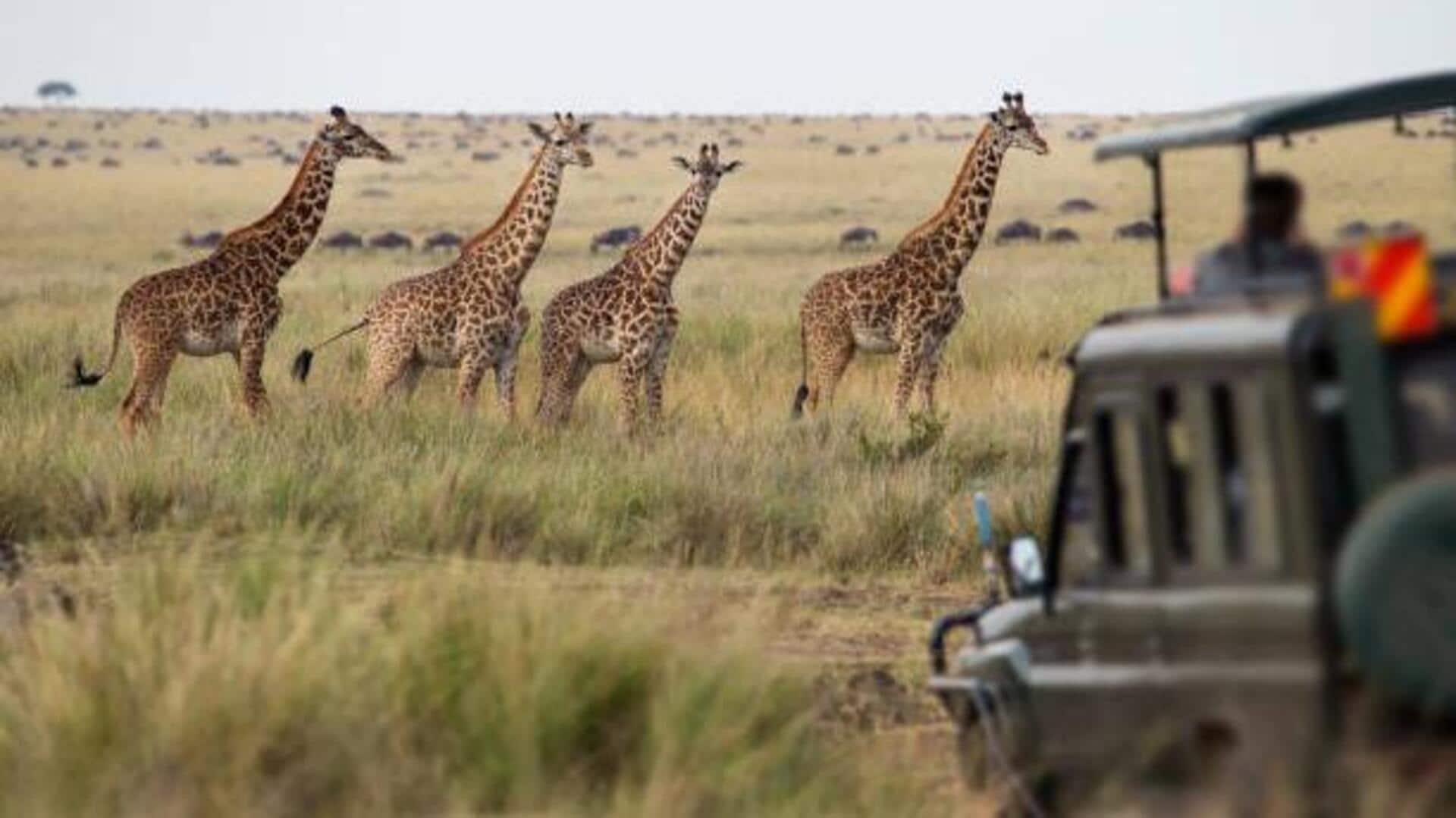 Wildlife photography: Tips for stunning safari shots Wildlife photography: Tips for stunning safari shots