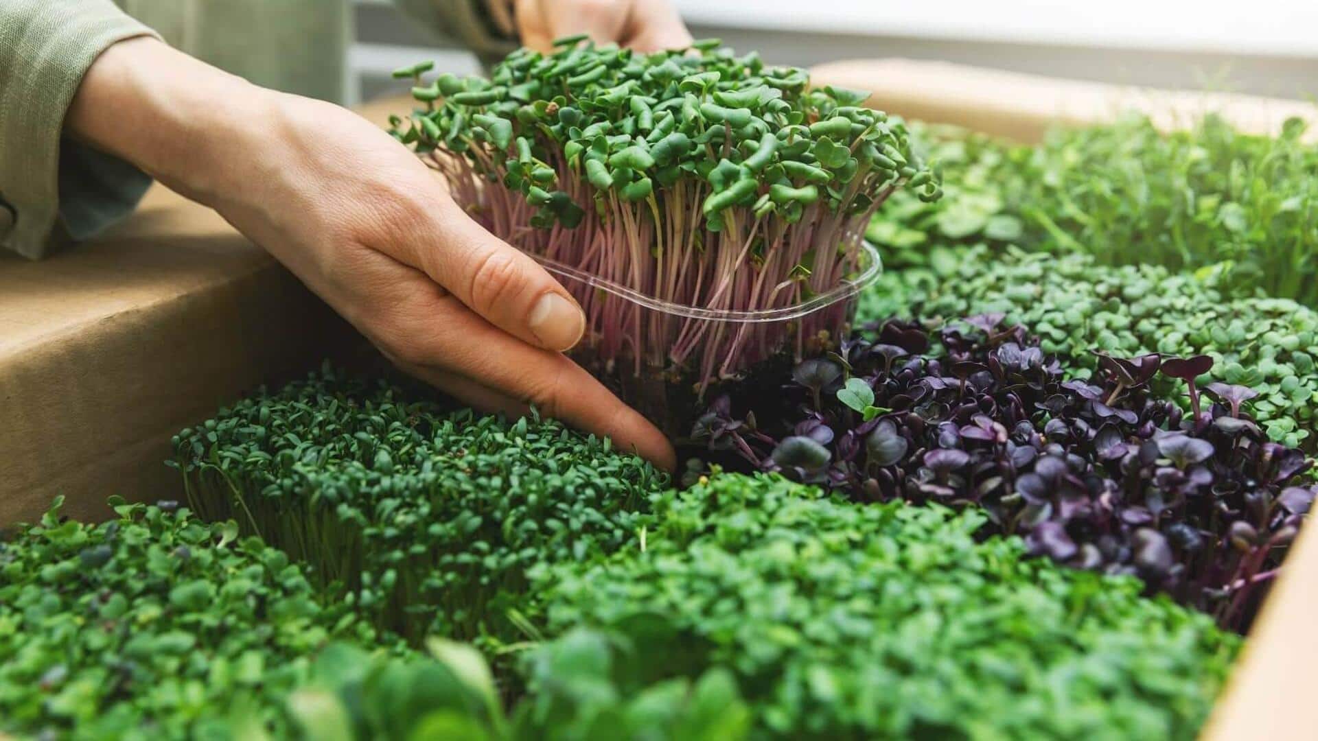 Indoor gardening 101: Tips for growing microgreens