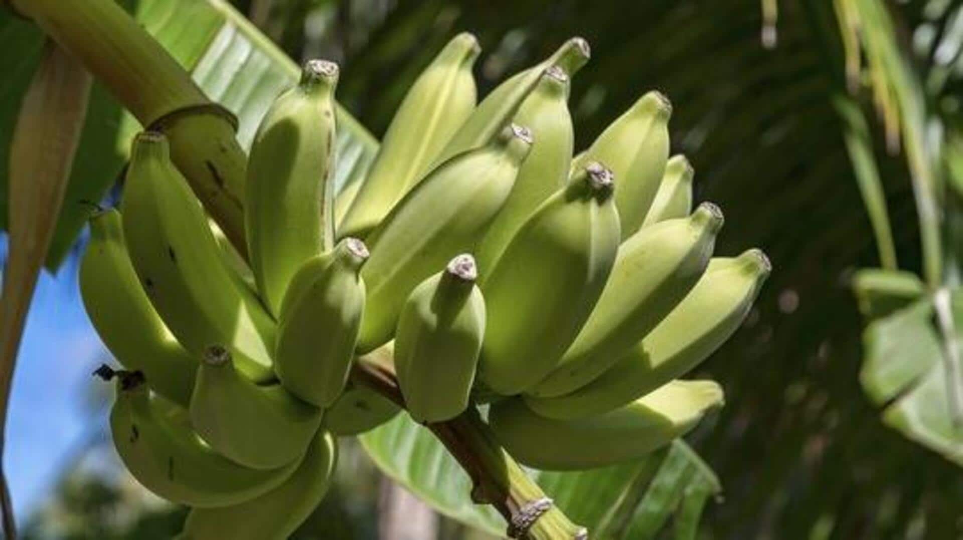 Enset: All about this Ethiopian superfood 