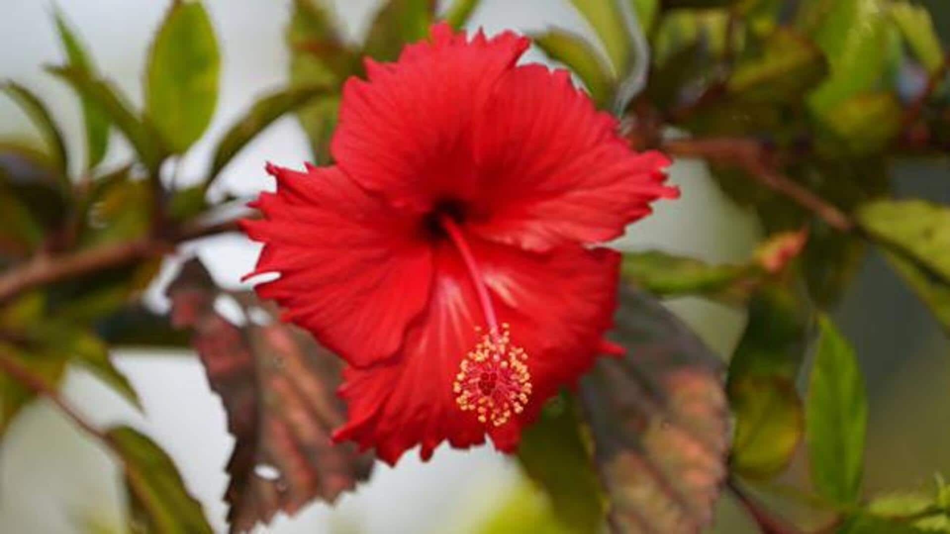 Skincare enthusiasts, give hibiscus gel a try 