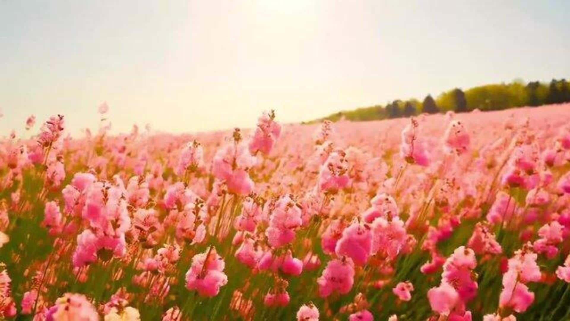 You must visit these flower fields in Hokkaido