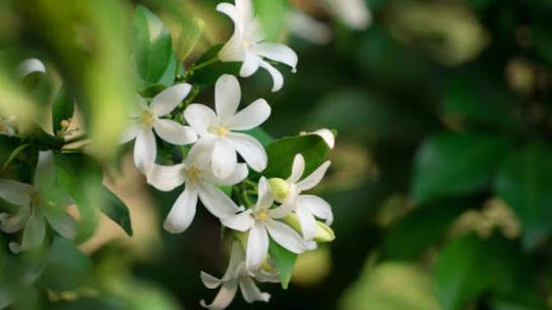 How to grow jasmine in your garden