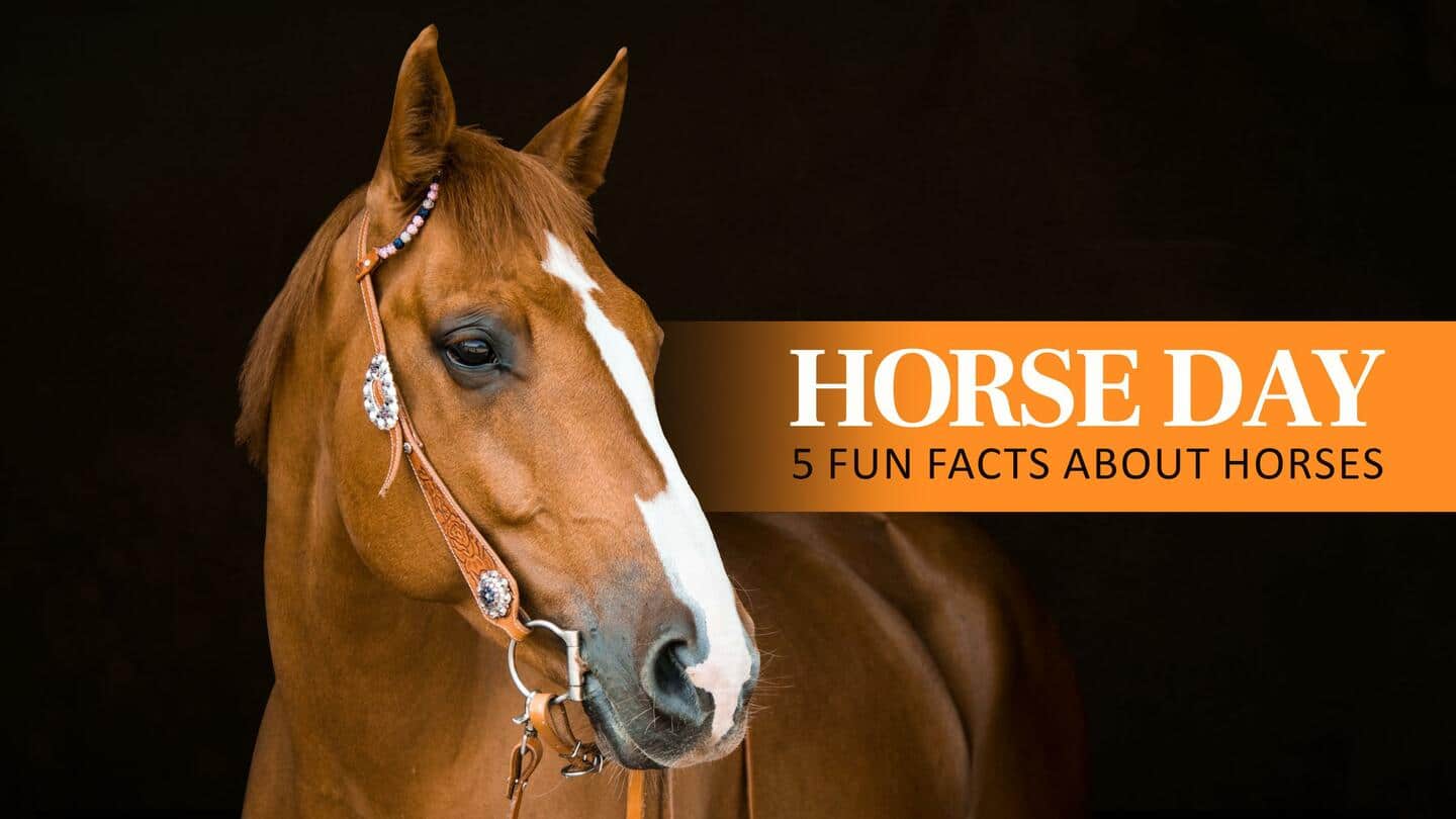 Horse day: 5 fascinating facts you should know about them