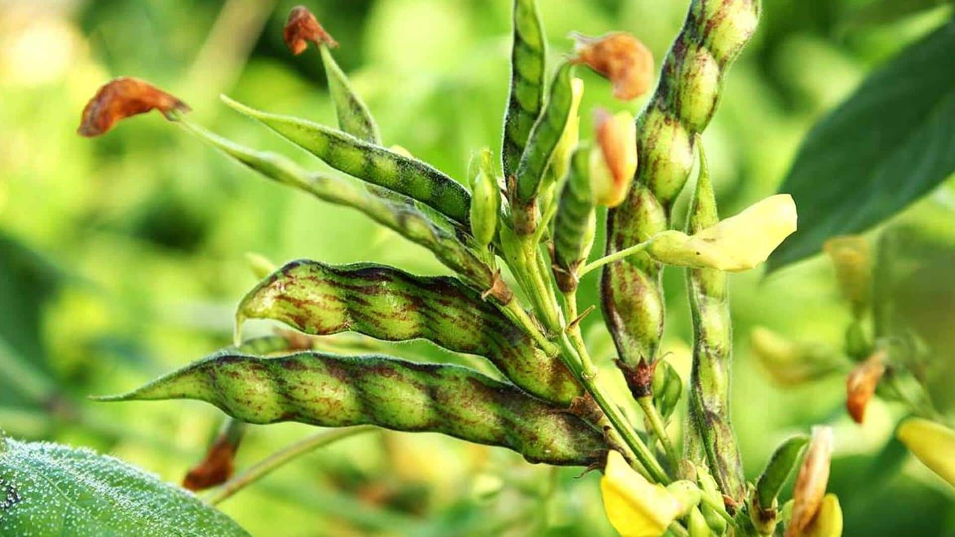 Here's why pigeon peas should be part of your diet