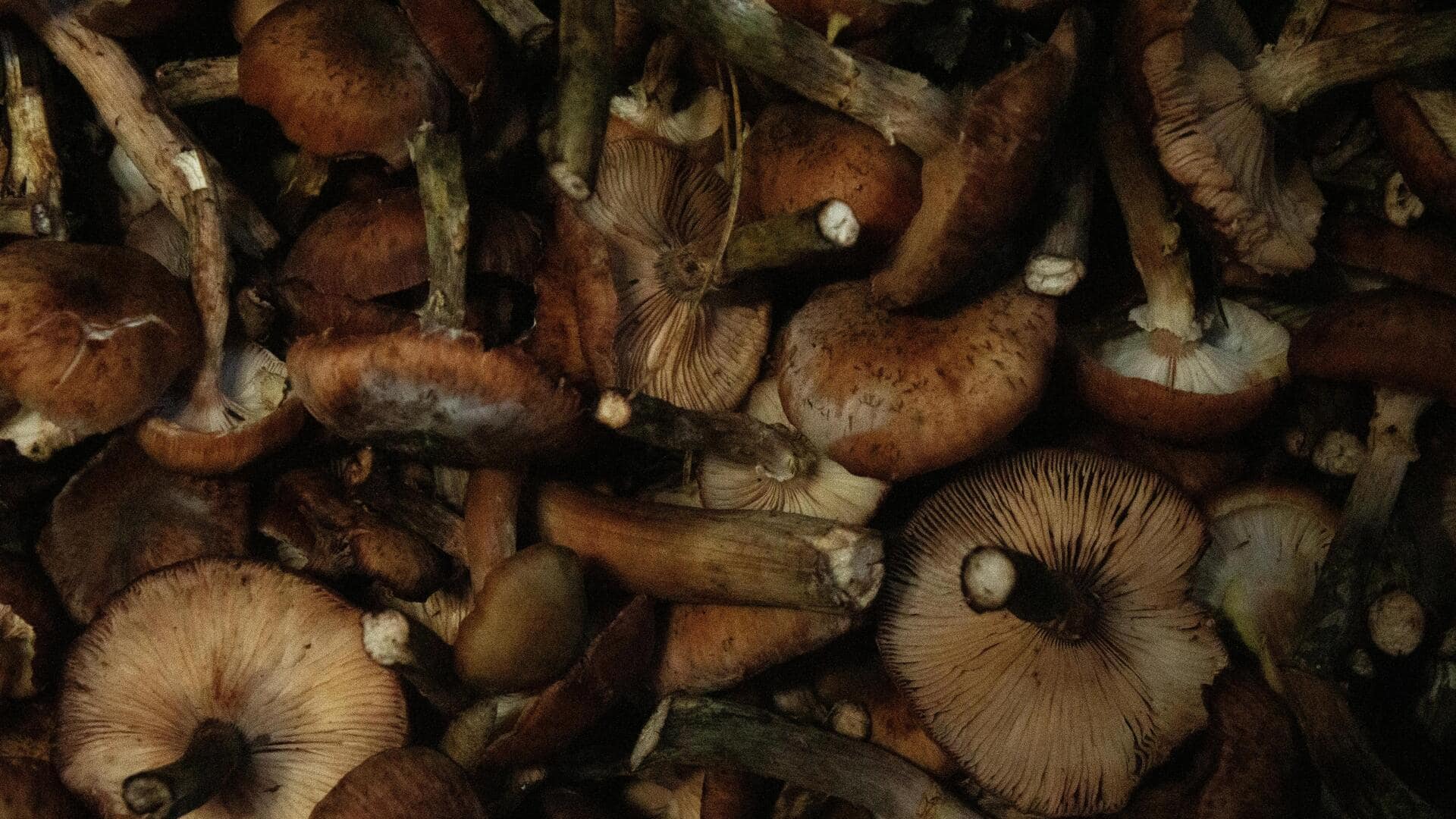 Taro stems are the superfood you need to know about