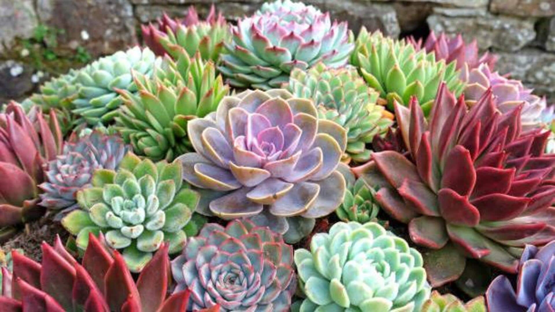 Creative ways to display succulents at home