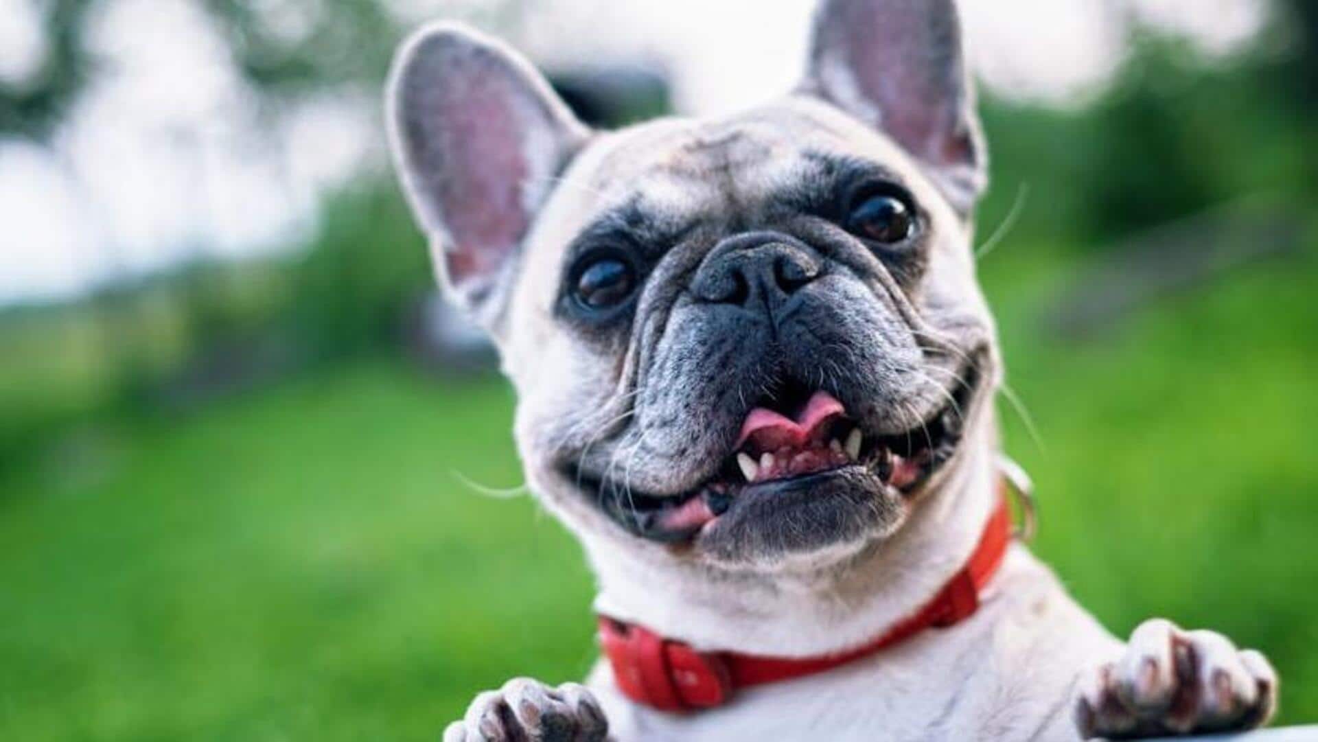 Bulldog breathing basics: Respiratory health tips for your dog
