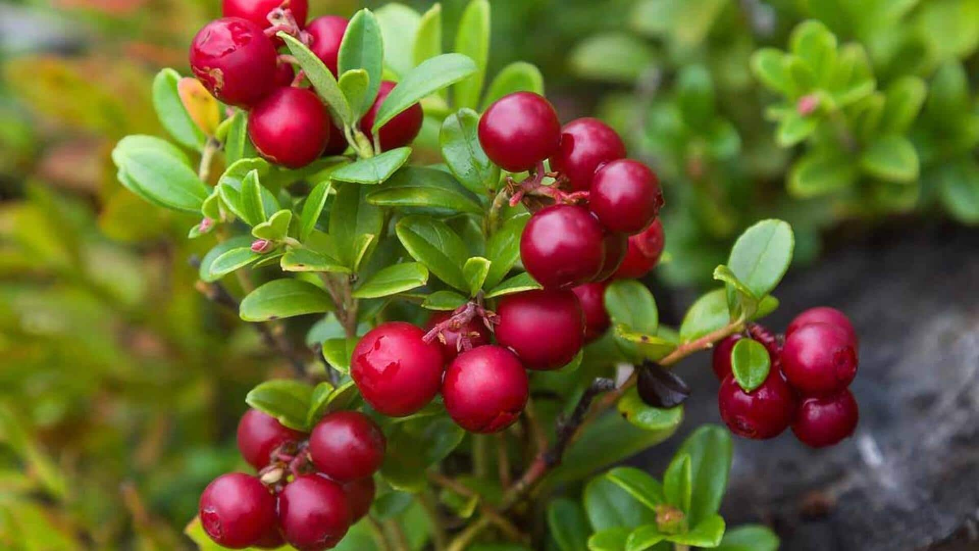 Cooking with lingonberries: 5 unique recipes to try 