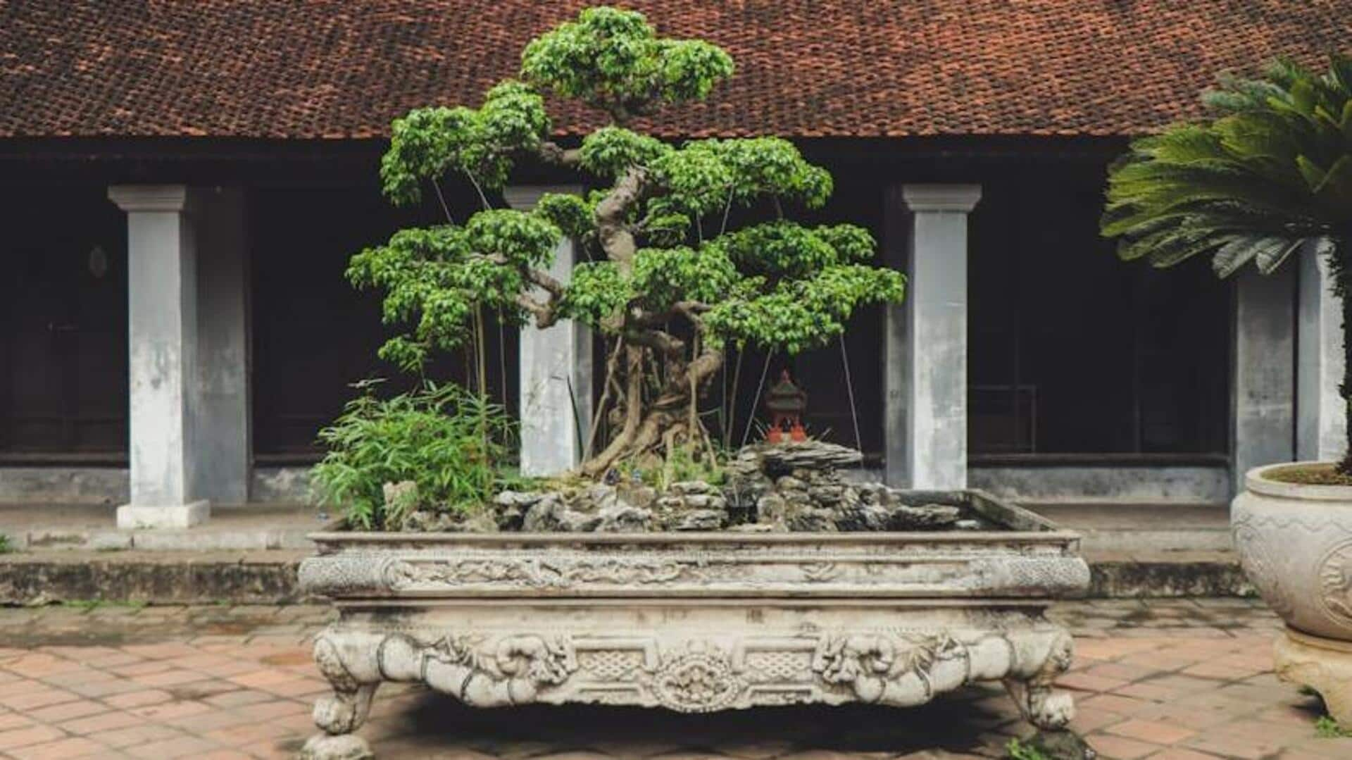 How to grow bonsai like a pro