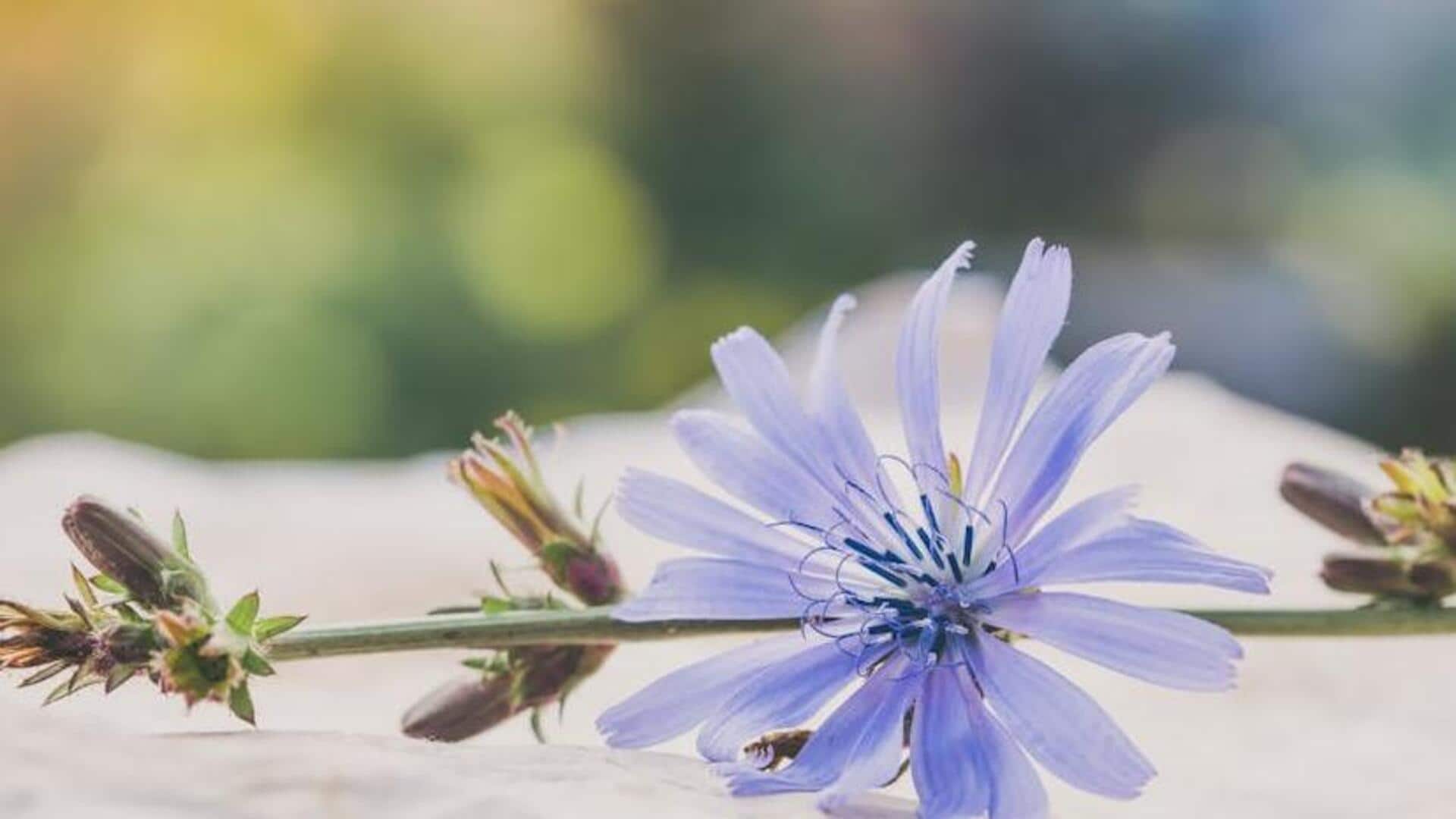 Why you must add chicory to your daily diet Why you must add chicory to your daily diet