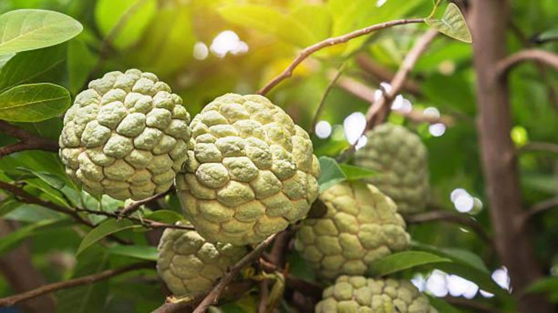 5 health benefits of custard apple