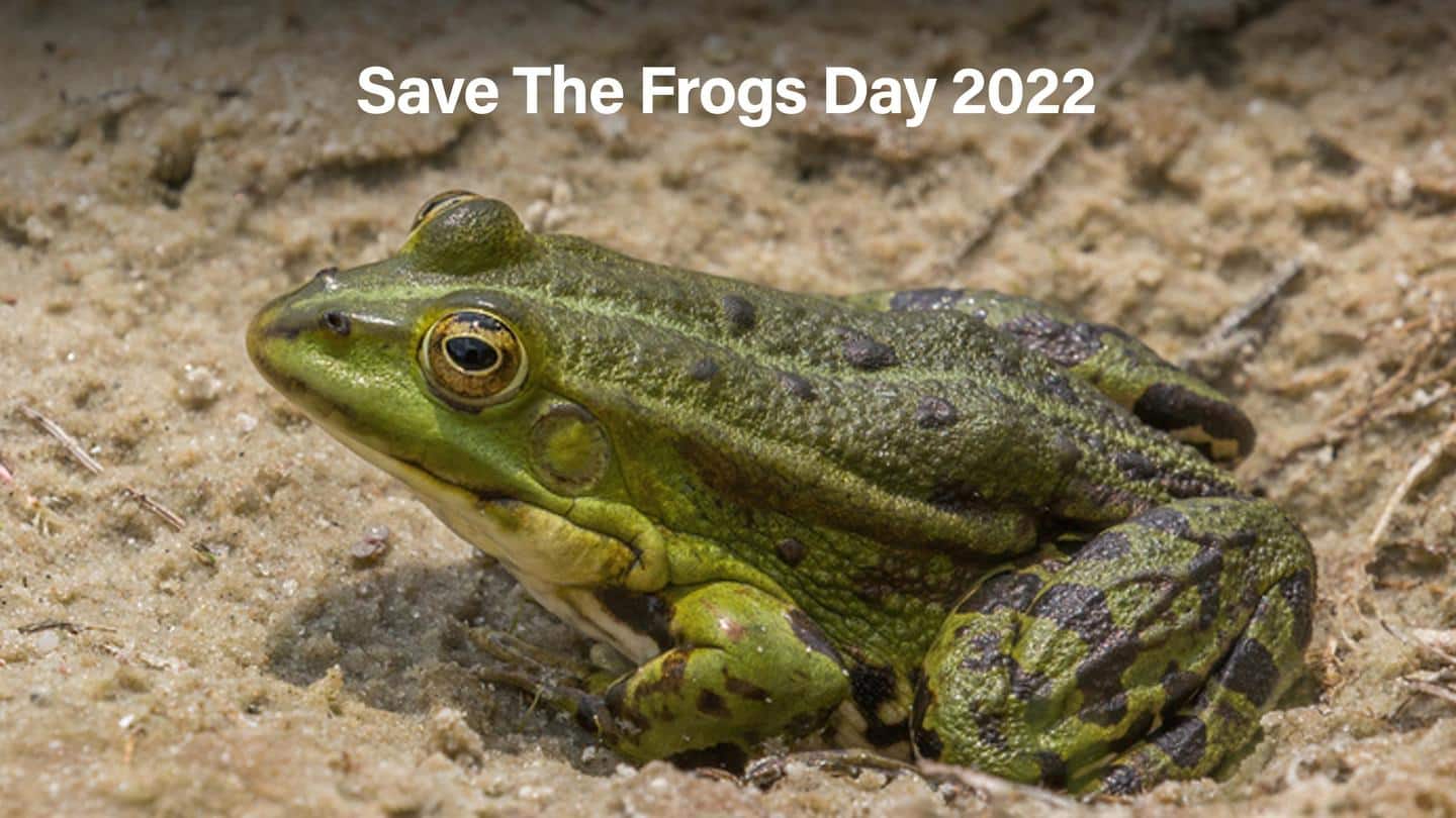 Save The Frogs Day 2022 History, significance, and more