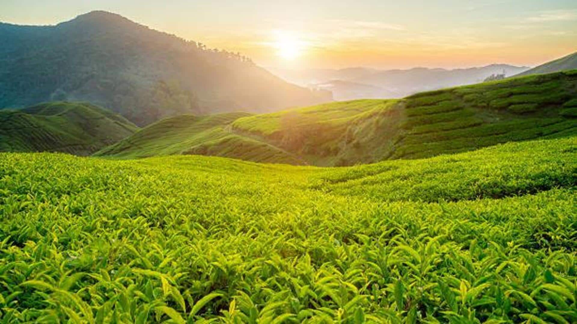 Top tea plantations to visit in Southeast Asia Top tea plantations to visit in Southeast Asia