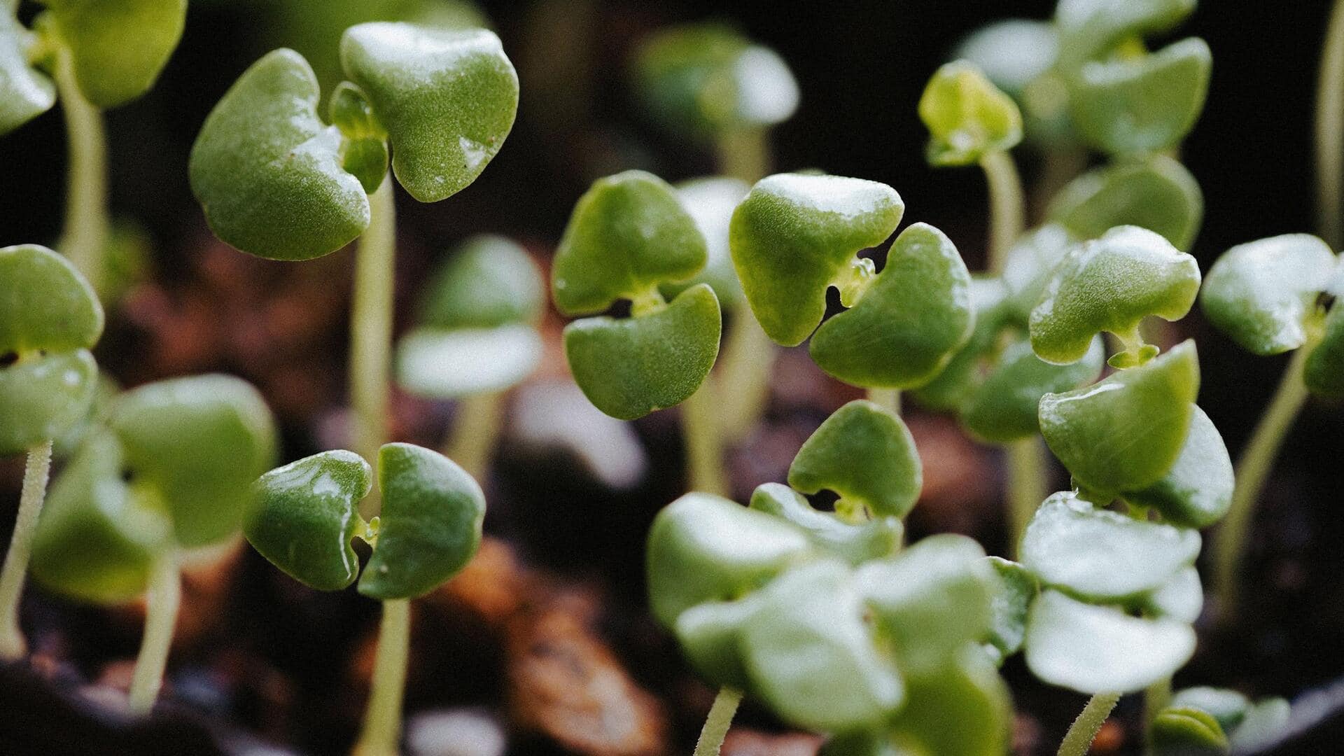 Grow fresh papalo at home with these tips