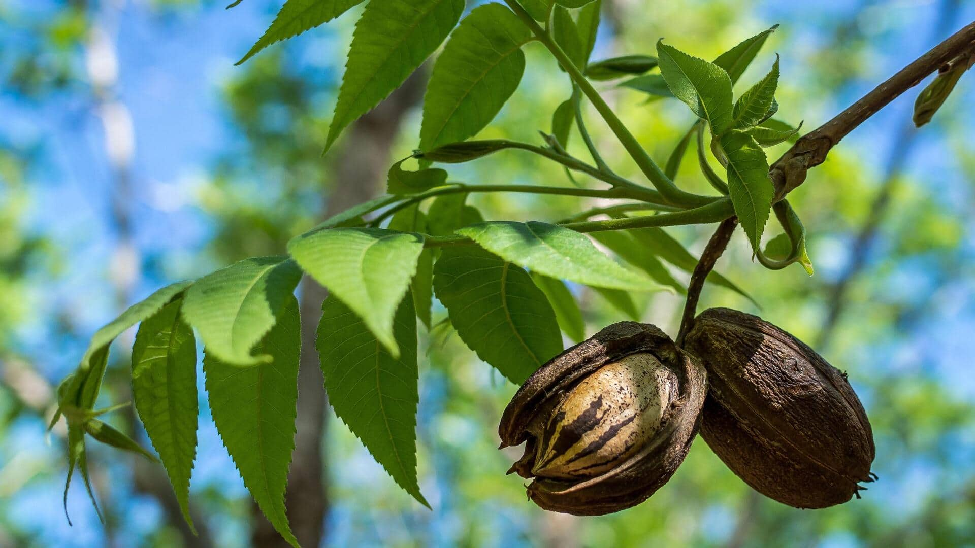 How to grow pecan trees at home—it's simple!